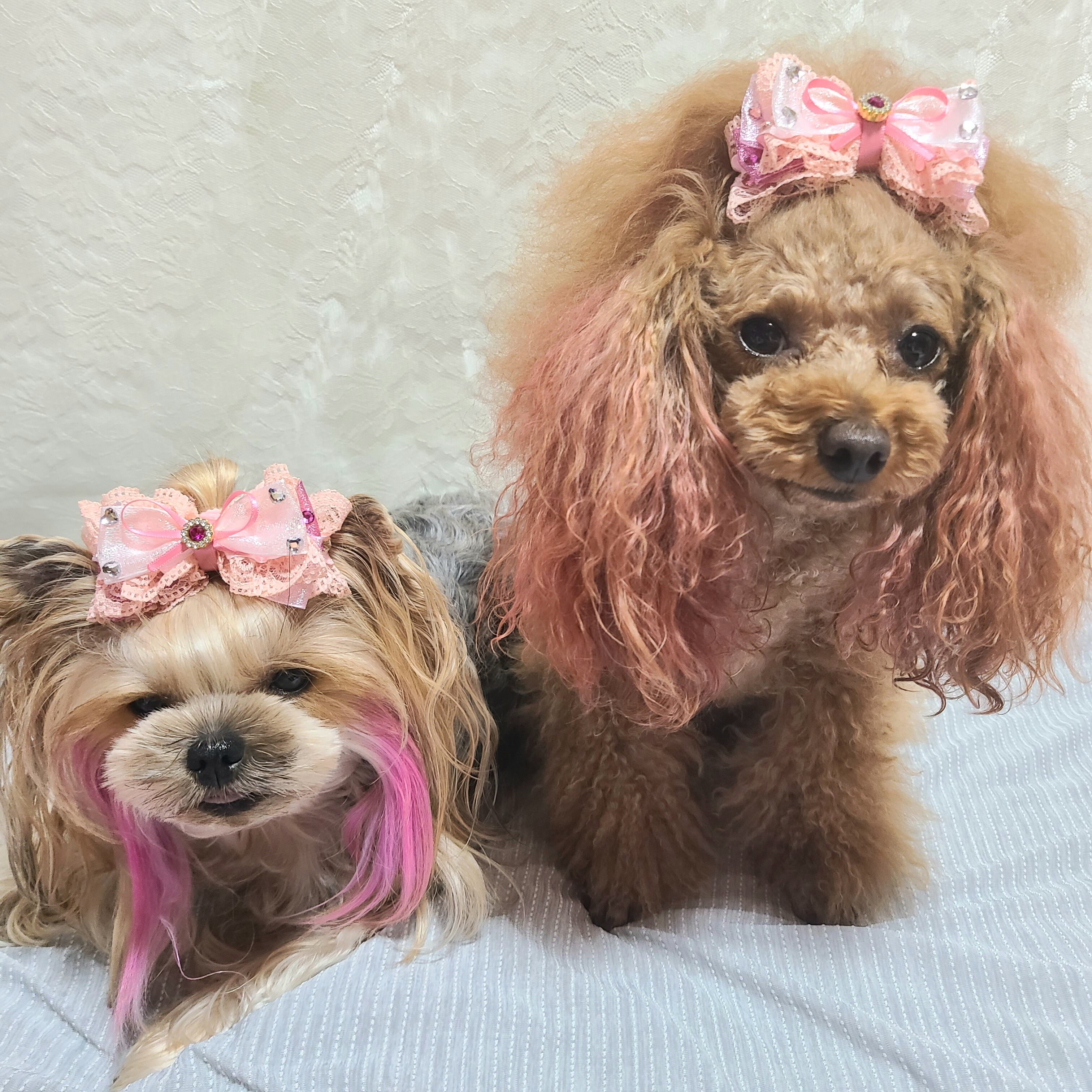 スタイ、ハロウィン限定スイートロリータ(イエロー)わんちゃん猫