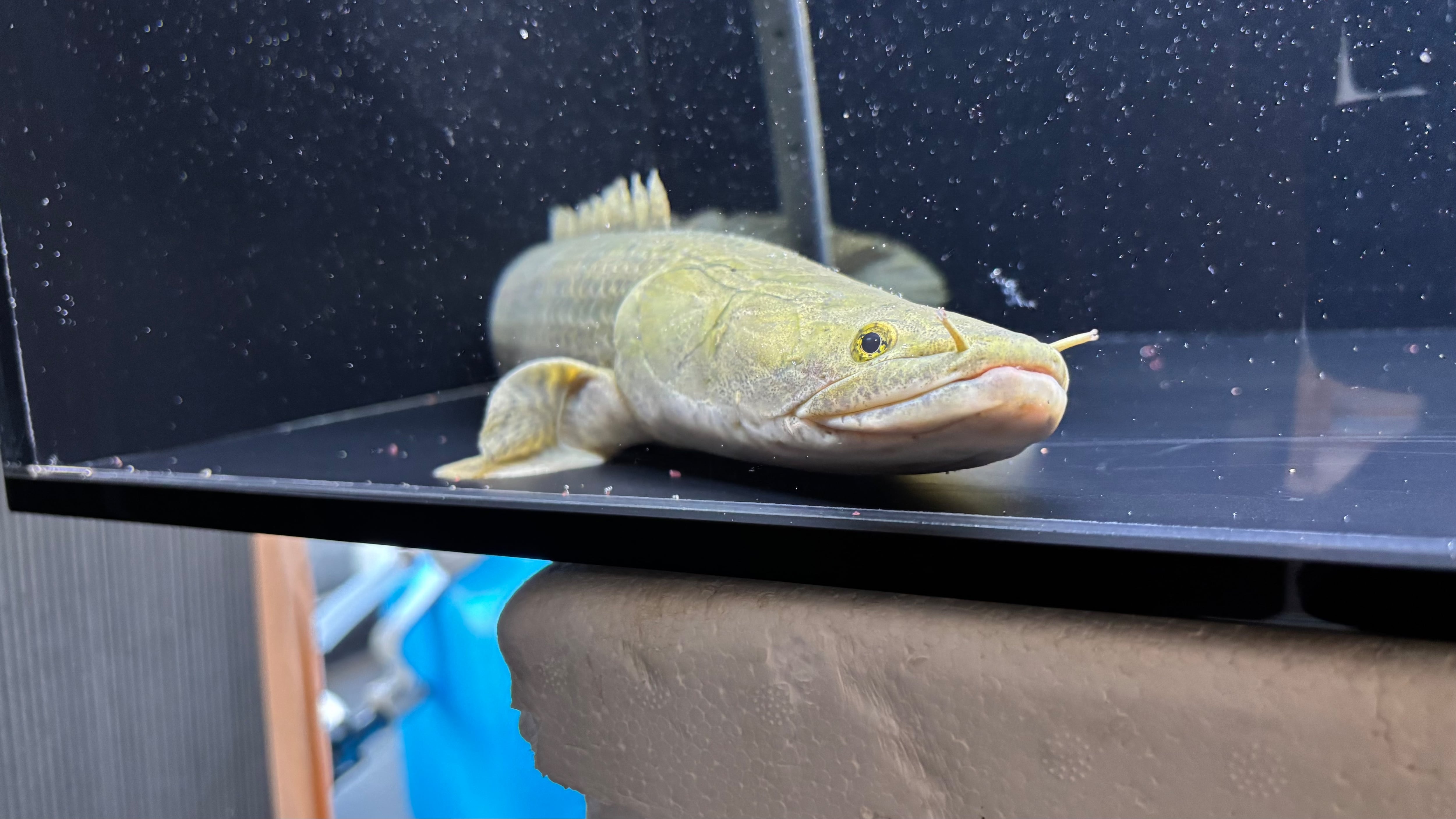 わいるどもんオリジナル 流動式フィルター用 砂 ポンプ ホース セット