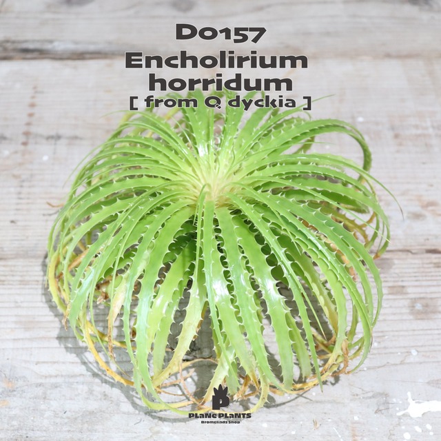 【送料無料】Encholirium horridum《ベアルート株》〔エンコリリウム〕現品発送D0156