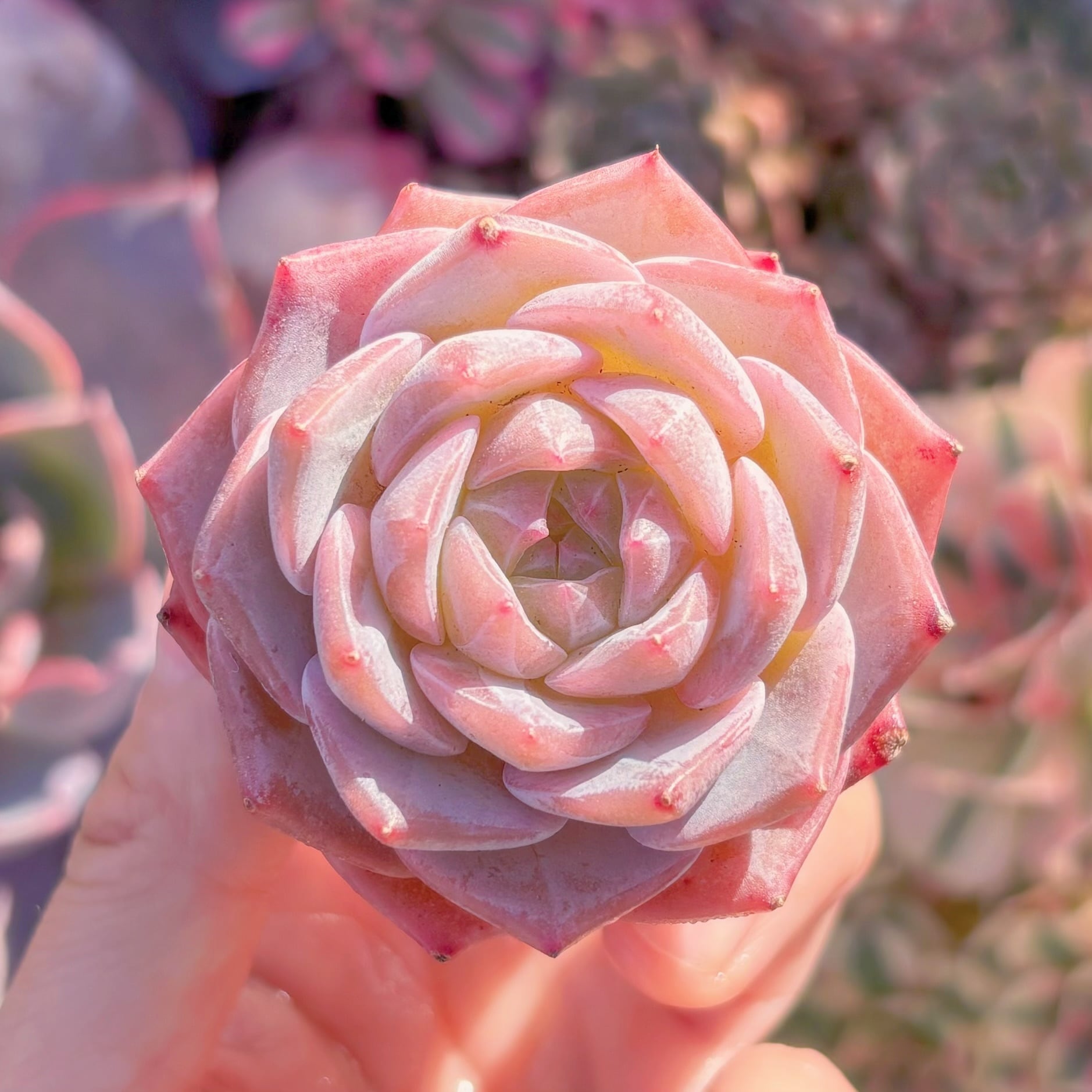 多肉植物　ウォータリーフローラル　新入荷　るる農園