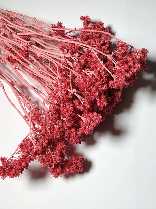 シェア花材☆クリスパム フランボワーズ