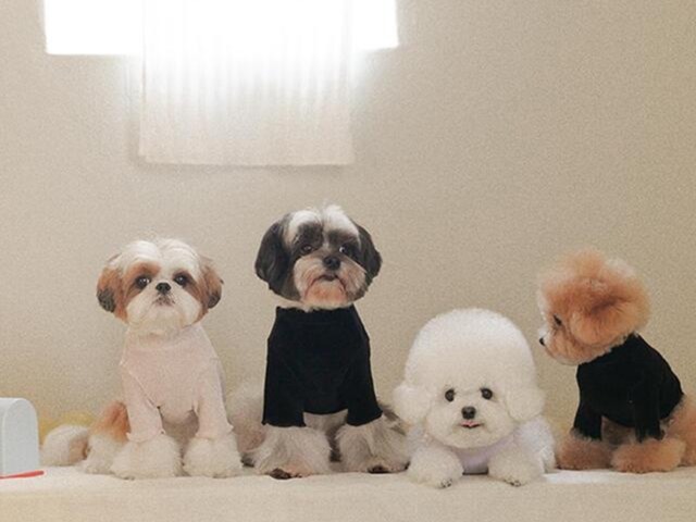 〈 即納アイテム 〉Rolling PEPE Tシャツ / ニュートロTシャツ (ブラック) Mサイズ