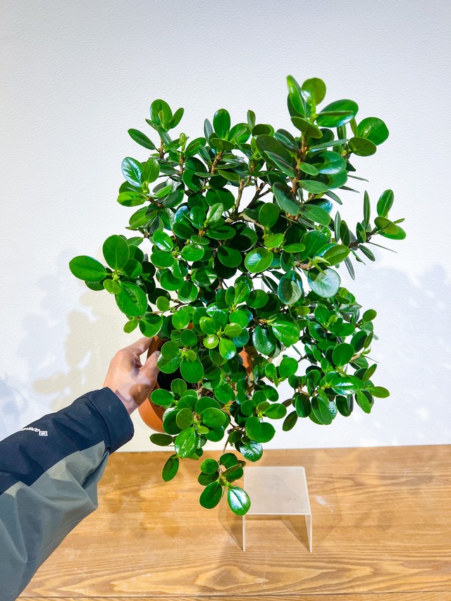 パンダガジュマル 唯一無二の曲線美