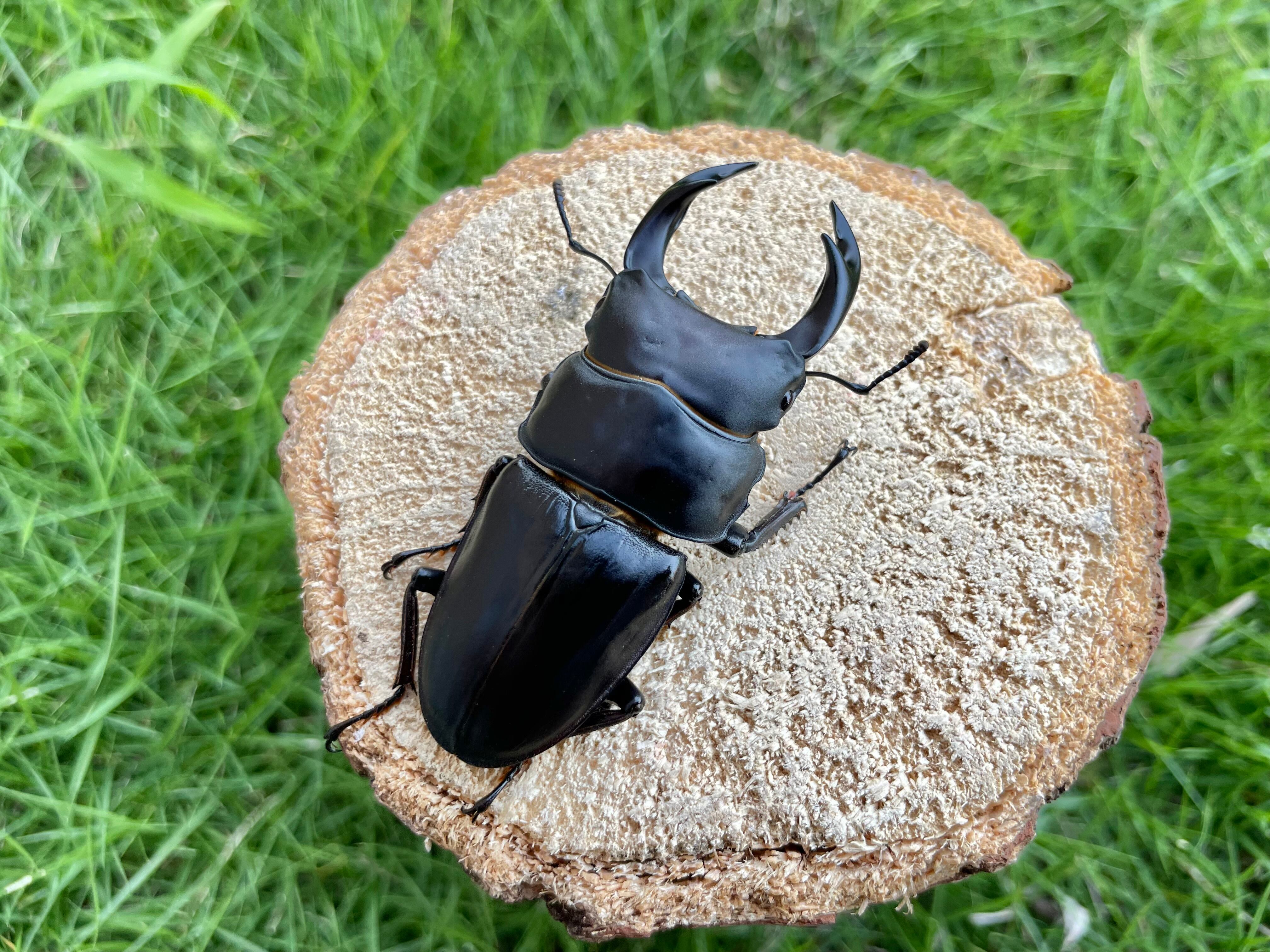 冷凍 ヤワゲネズミ 30-50g 計32匹 冷凍ヤワゲネズミ【LL】 | Pay ID