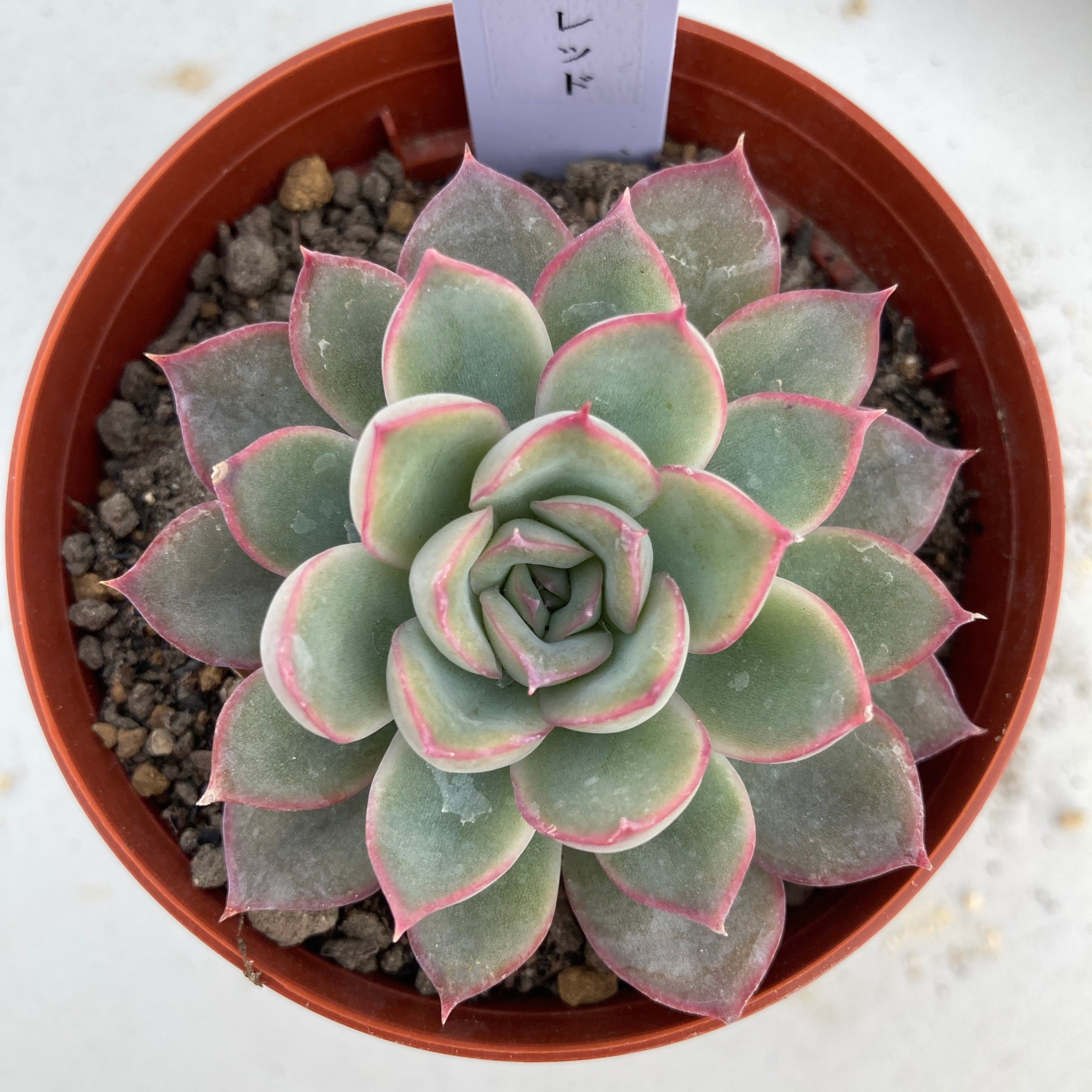現物商品】ミスレッド | 多肉植物研究所
