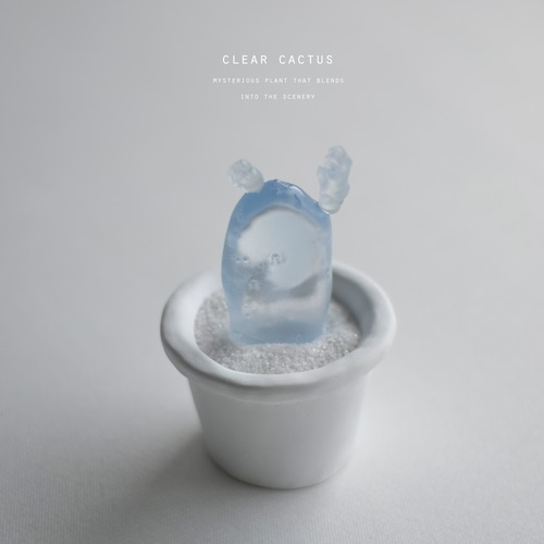 clear cactus　黒こけし