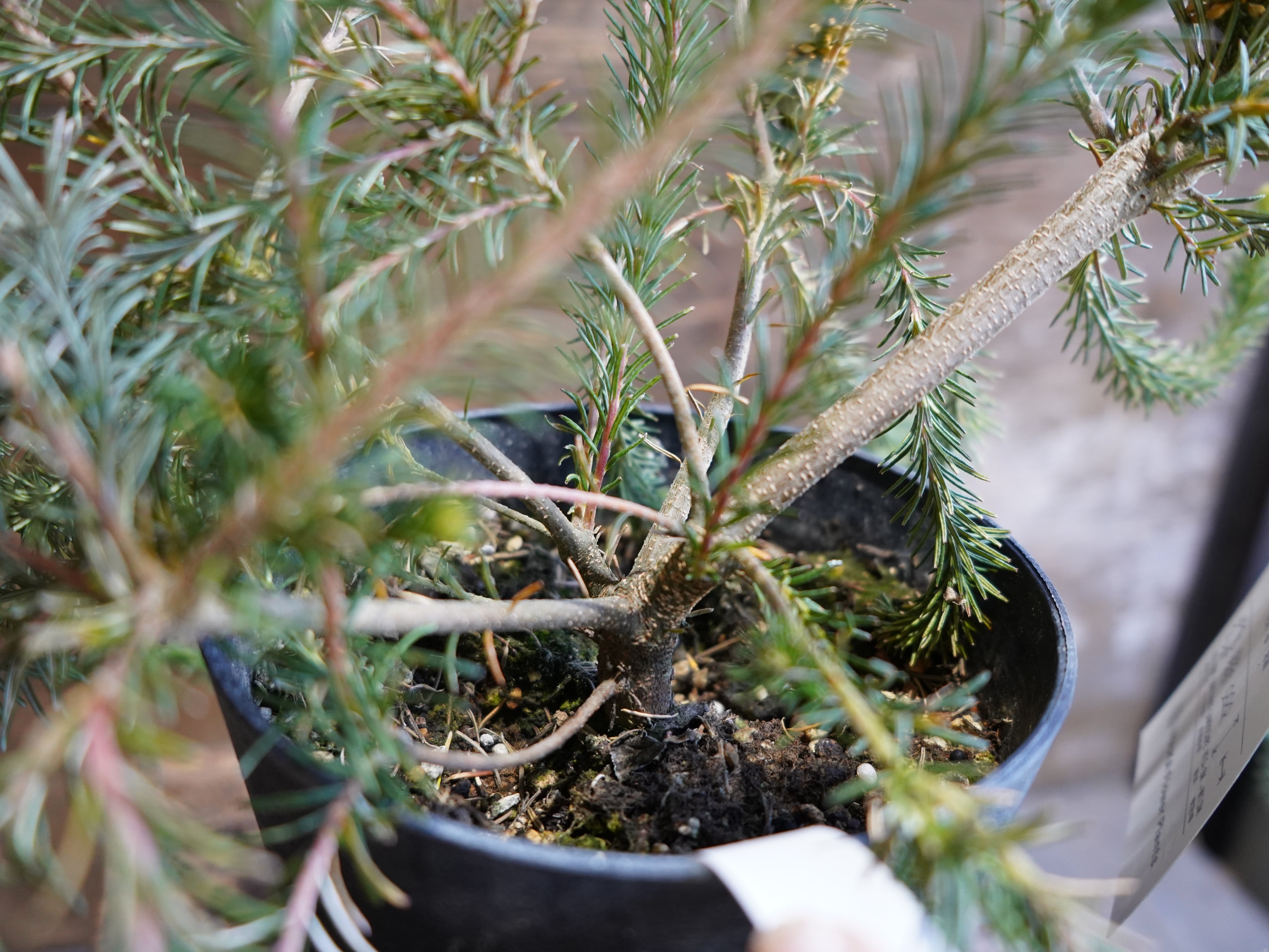 【現物】バンクシア　”リトルエリック”　A　