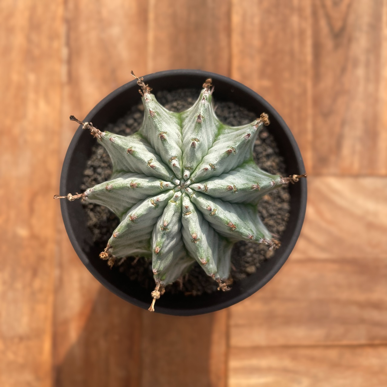 Euphorbia horrida【ユーフォルビア・胴太白ホリダ】