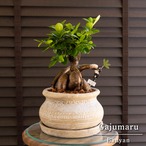 ガジュマルの木 7号 陶器鉢 ピック付 観葉植物 ガジュマル 多幸の木 0803BE