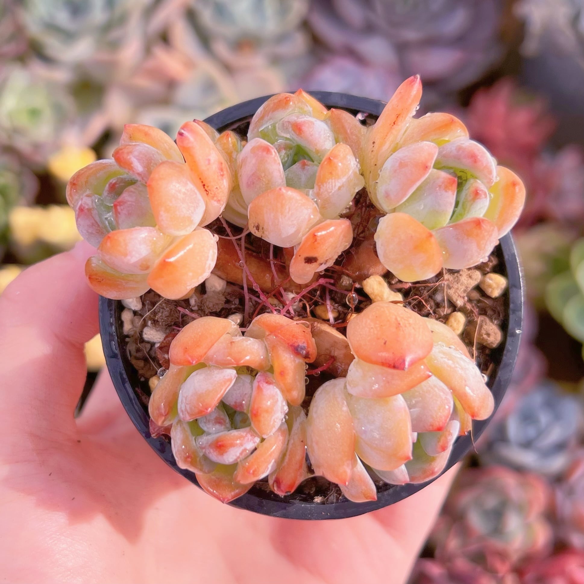 現品　スターマーク#348　るる農園