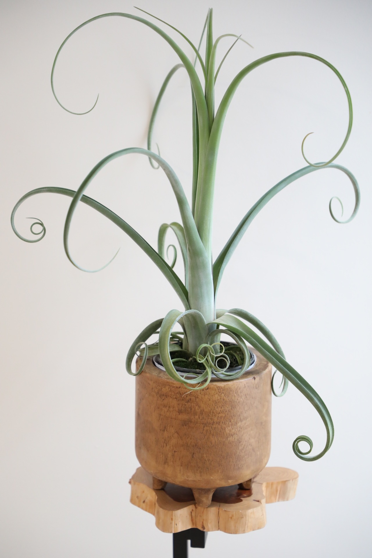 【M】チランジア カーリースリム/Tillandsia Curly Slim　※ウッドポット付き