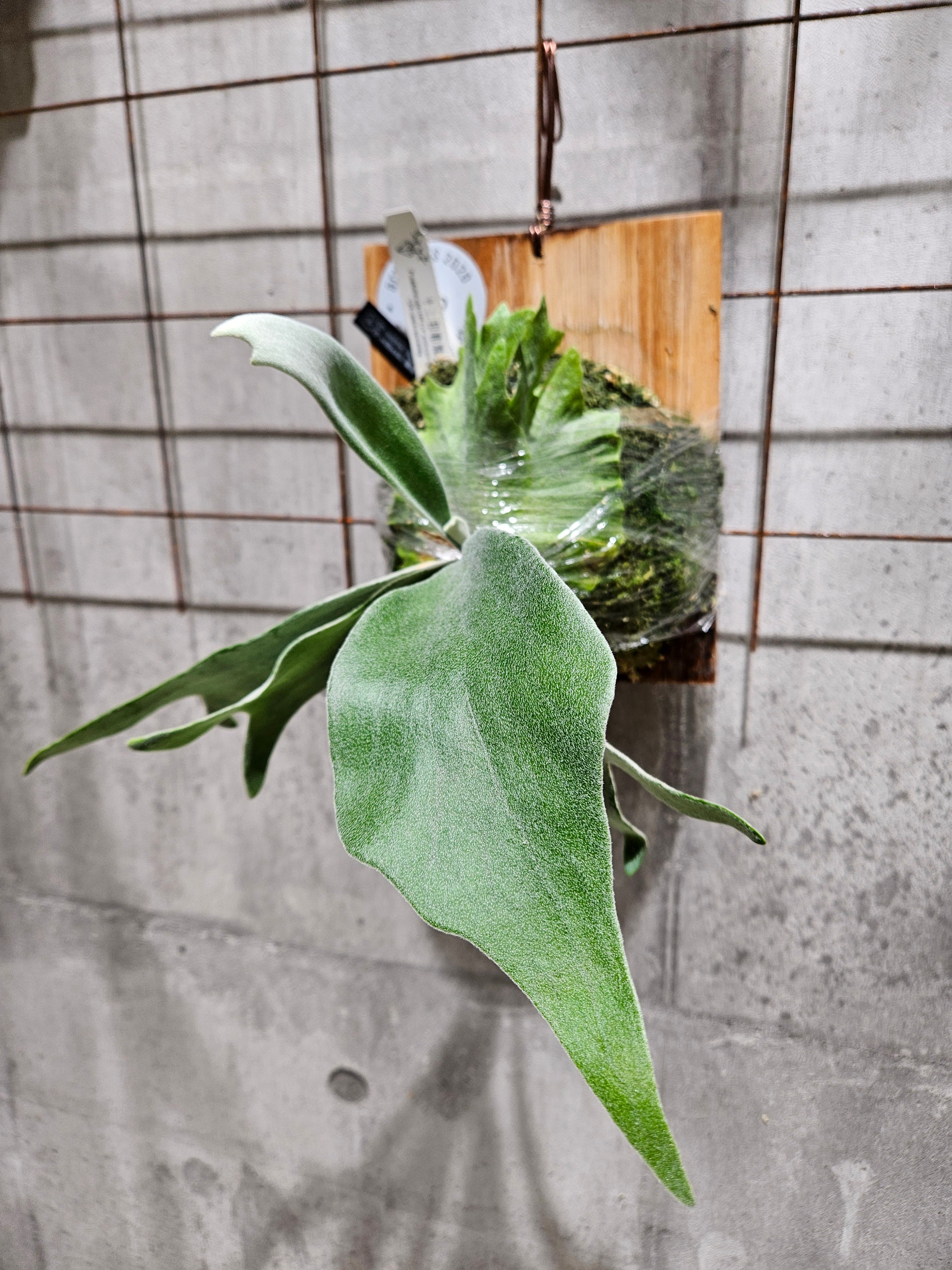 P. veitchii 'High finger', P. willinckii '魔髪' sporeling