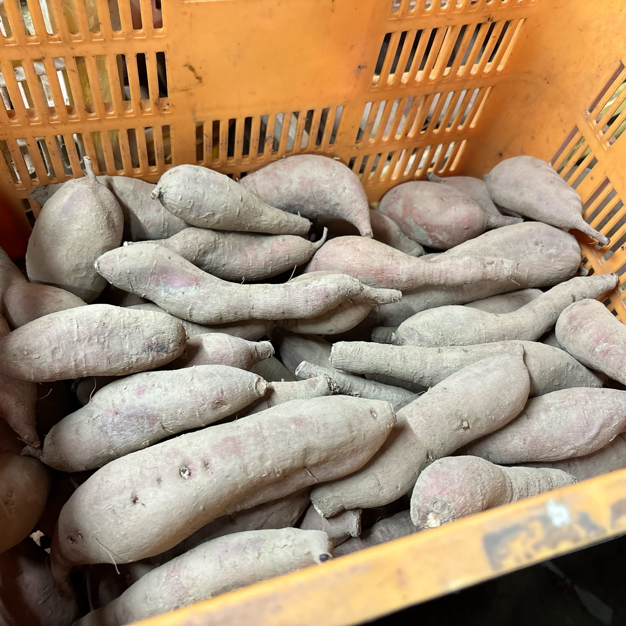 農家直送！焼き芋におすすめ ☆にのみや農園☆ さつまいも1kg（安納芋・紅はるか・シルクスイート）