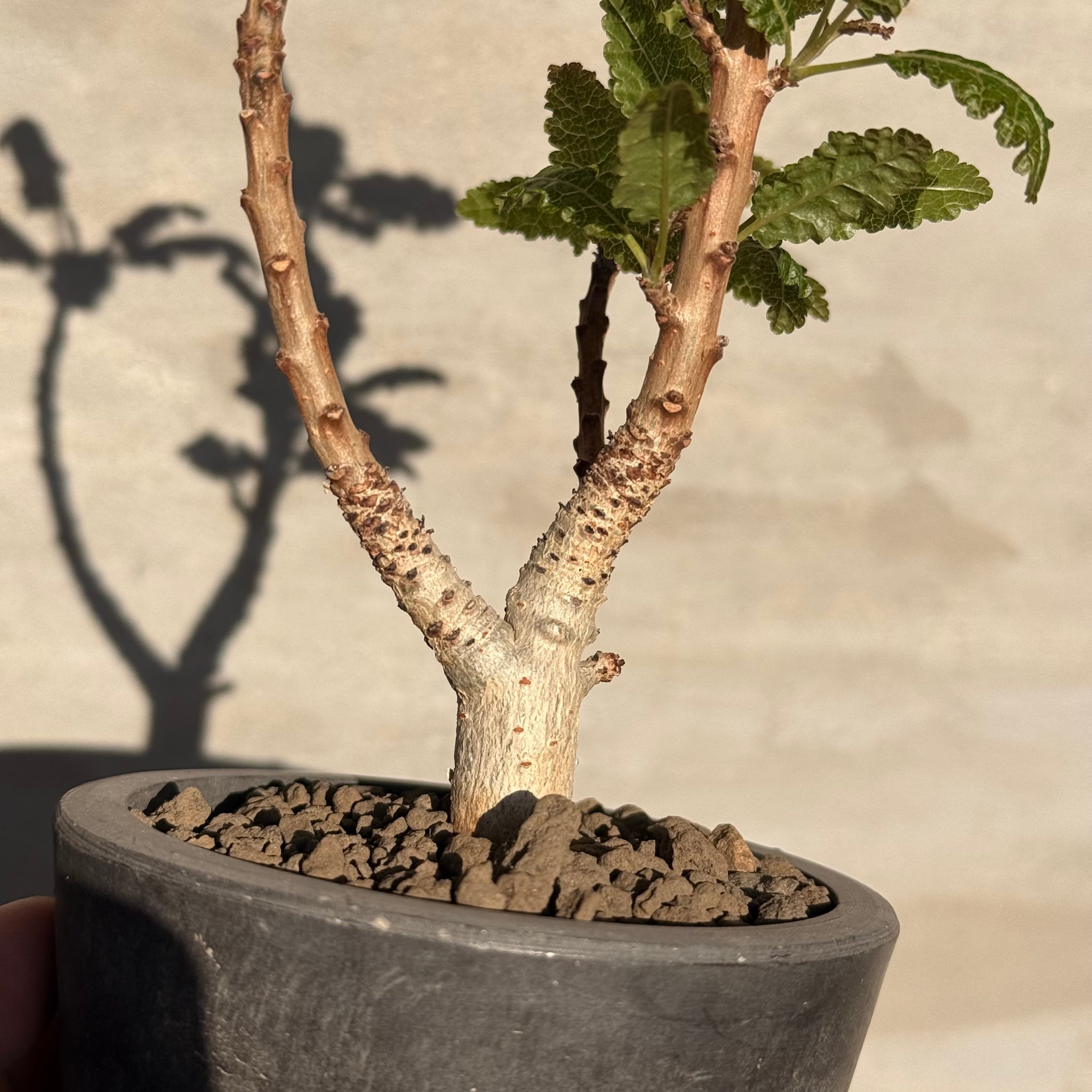 植物】ボスウェリア ナナ | A-PLANTS