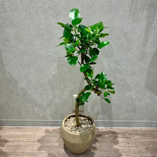 一点もの【フランス・ゴム】｜観葉植物｜ゴムの木｜ゴムノキ｜フランスゴムプレゼント｜フランスゴム陶器｜フラワーギフト｜ゴムの木おすすめ