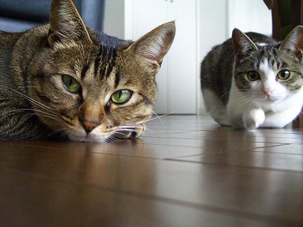 猫 ポストカード The Cat who....ふたりねこ(ちびが仔猫の時期) 10x14.8センチ(cm)官製はがきサイズ 猫写真 はがき ねこ葉書 ネコハガキ Postcard ジェリー ちび