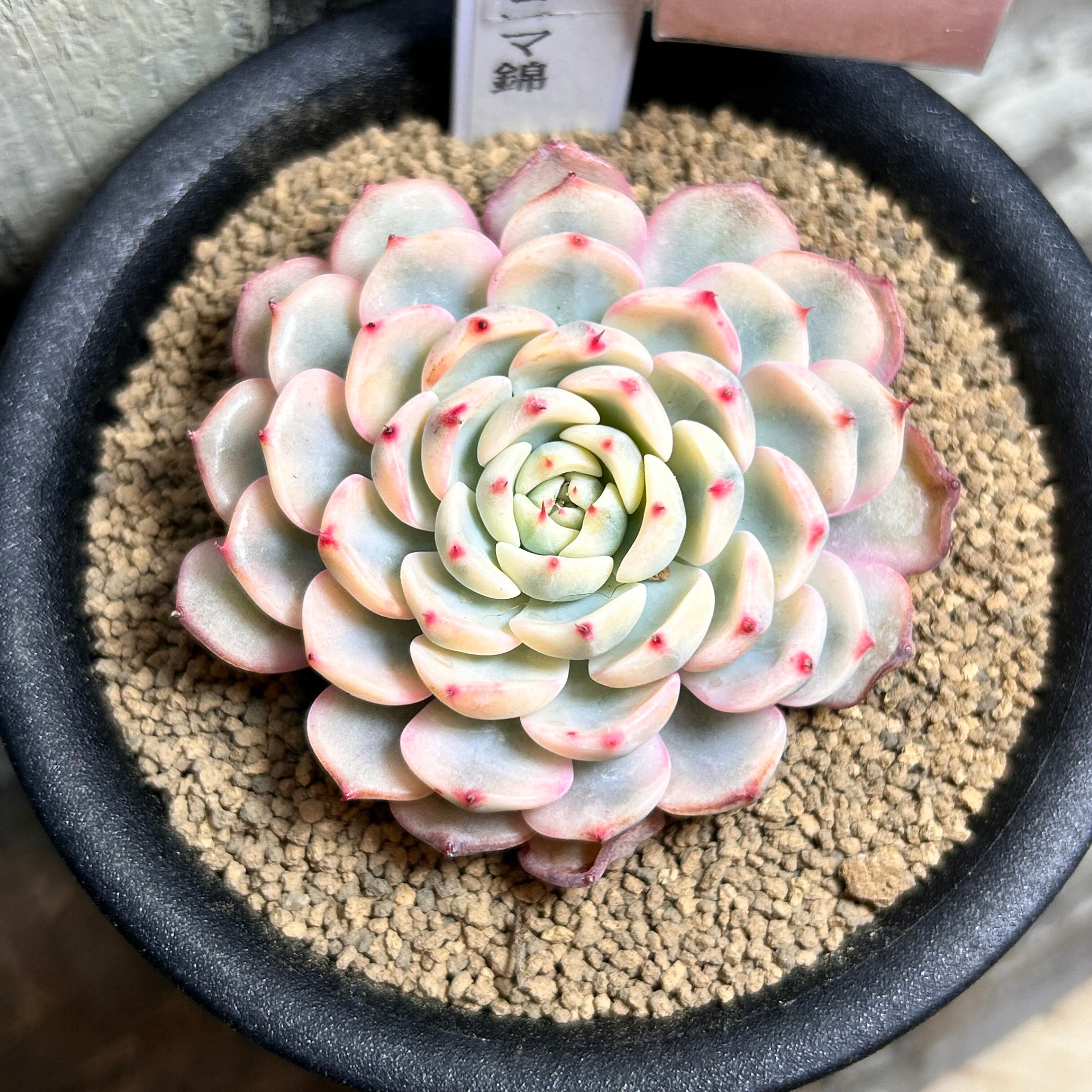 錦 | RuPo 多肉植物専門店