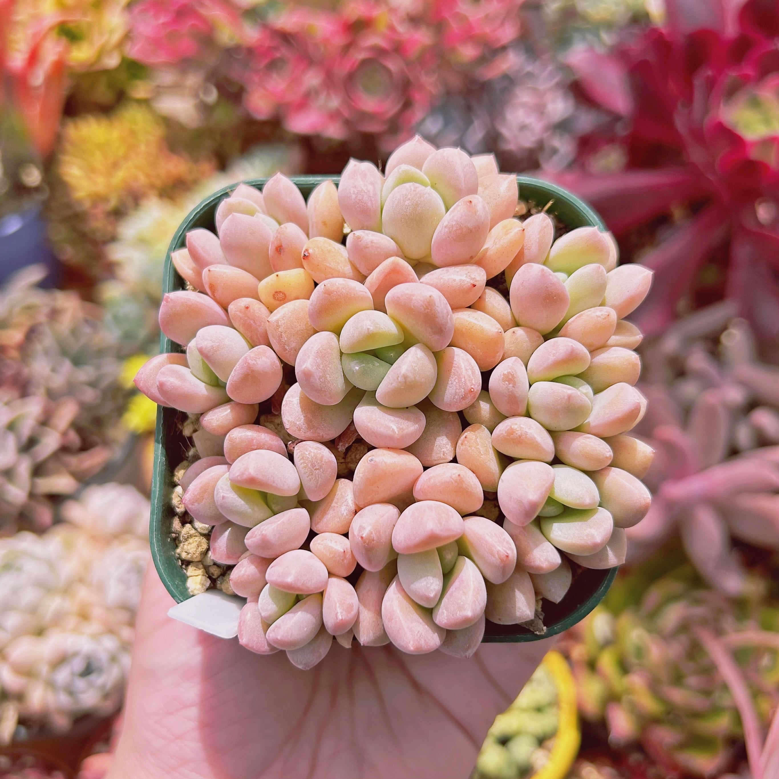 現物　多肉植物　白鷺　抜き苗