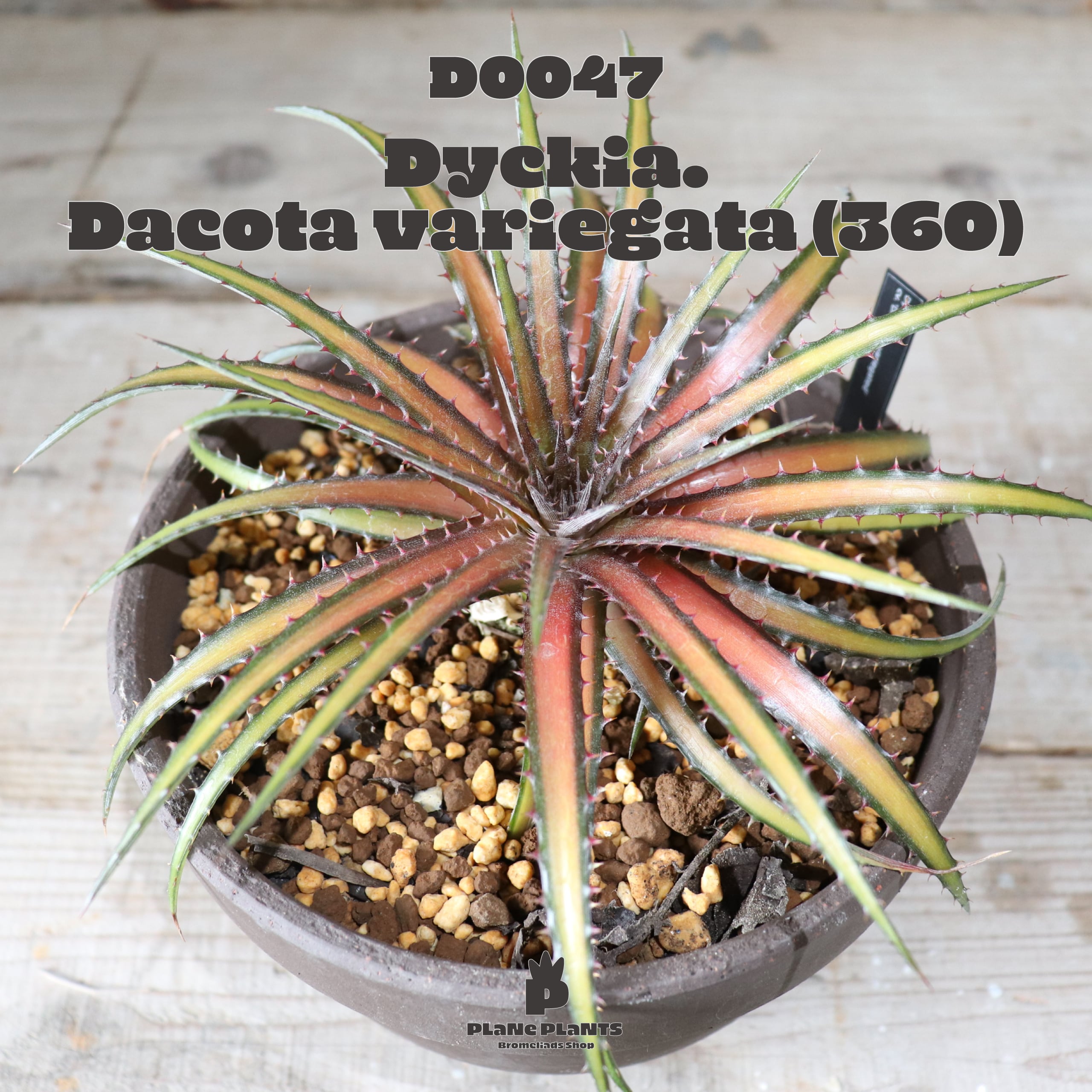 【送料無料】Dakota variegata (360)〔ディッキア〕現品発送D0047 | plane plants powered by BASE