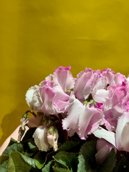 シクラメン【プリンセスマリアージュ】