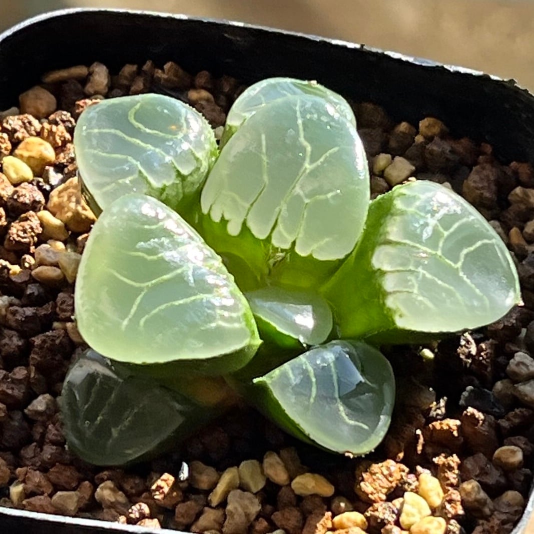 ハオルチア 巨大糯阿房宮 ハオルチア 巨大糯阿房宮 | mocono_plants