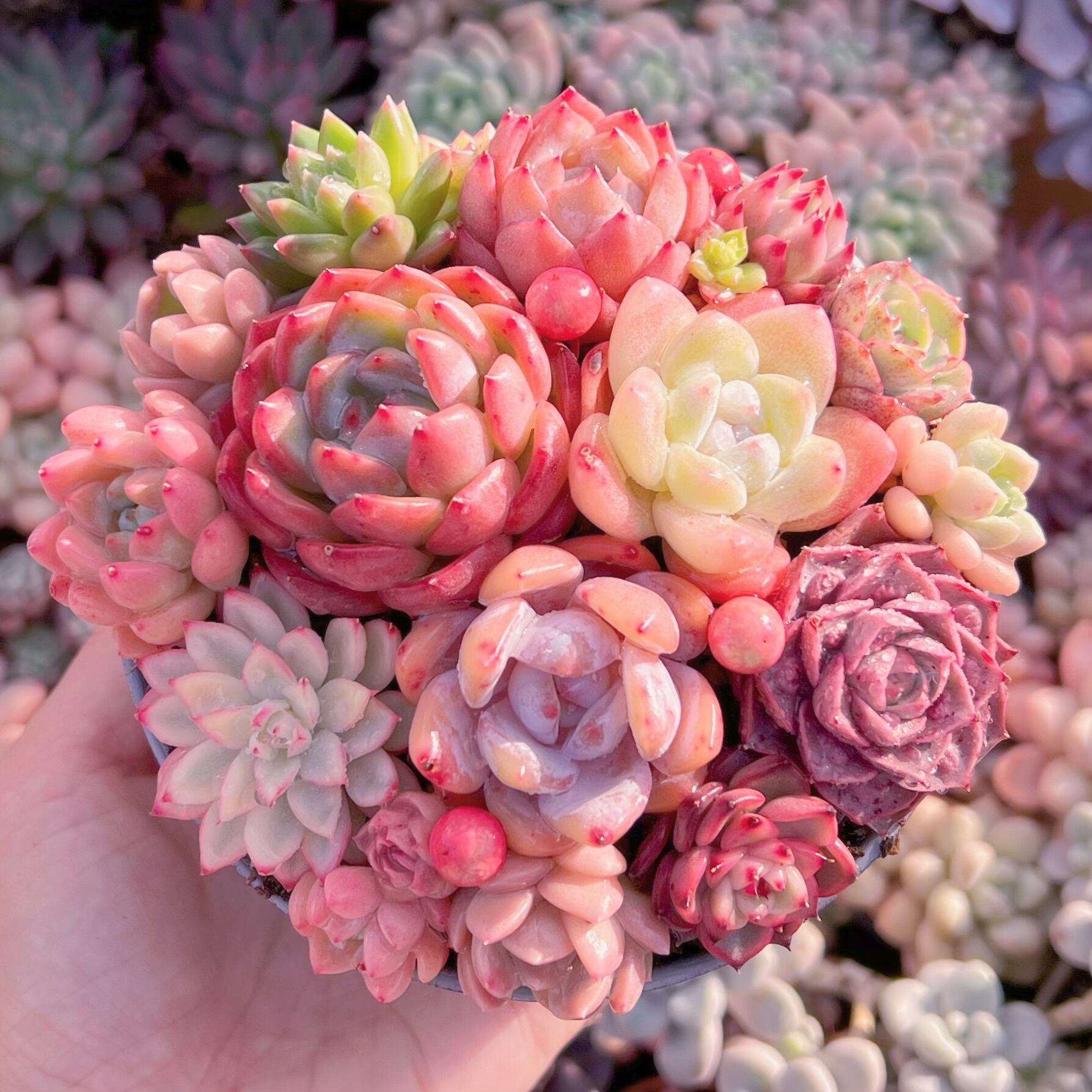 現品　寄せ植え鍋セット#1131   るる農園