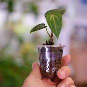 Anthurium Carlablackiae / アンスリウム カーラブラッキー⑯│観葉植物