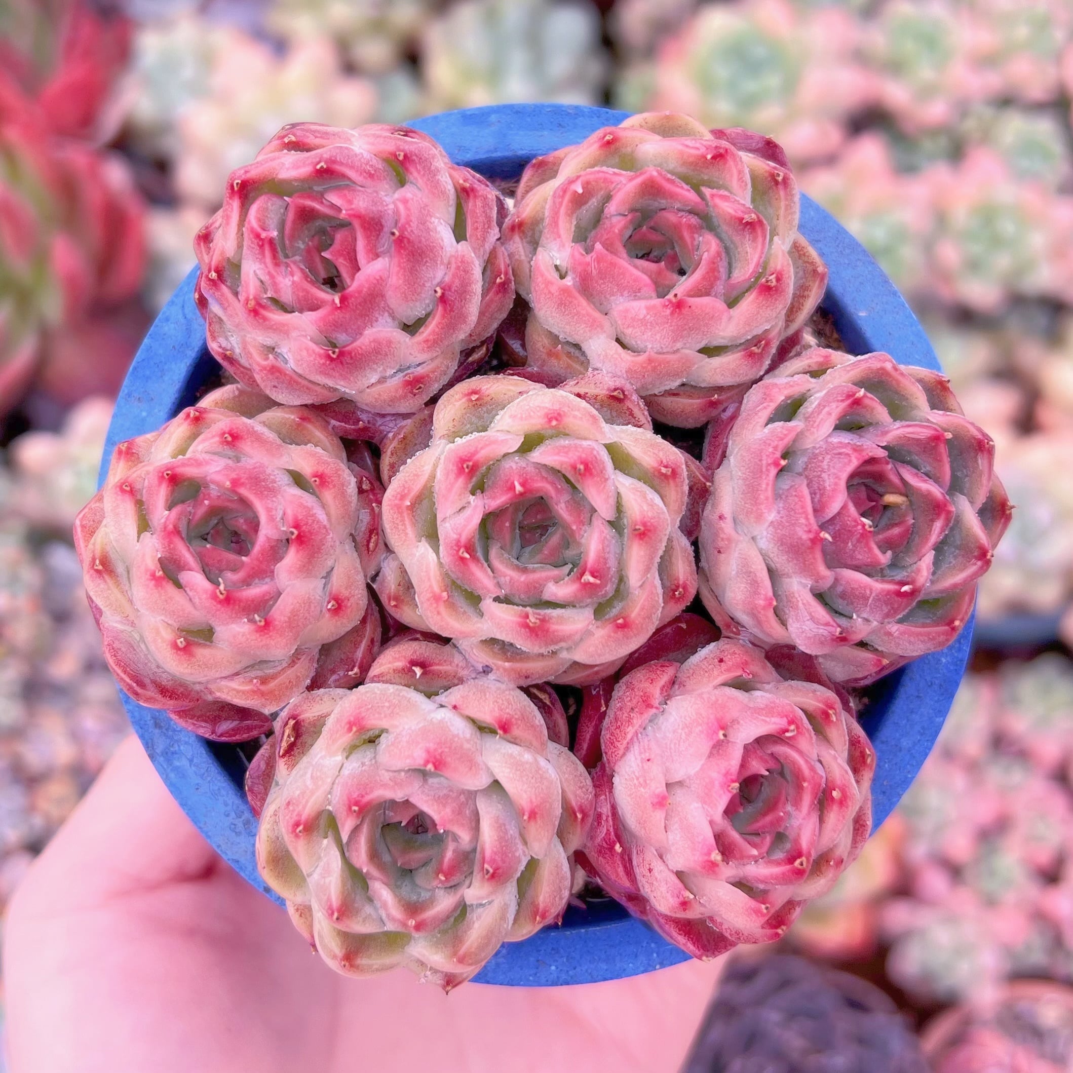 現品　Echeveria dream queen#1125　るる農園