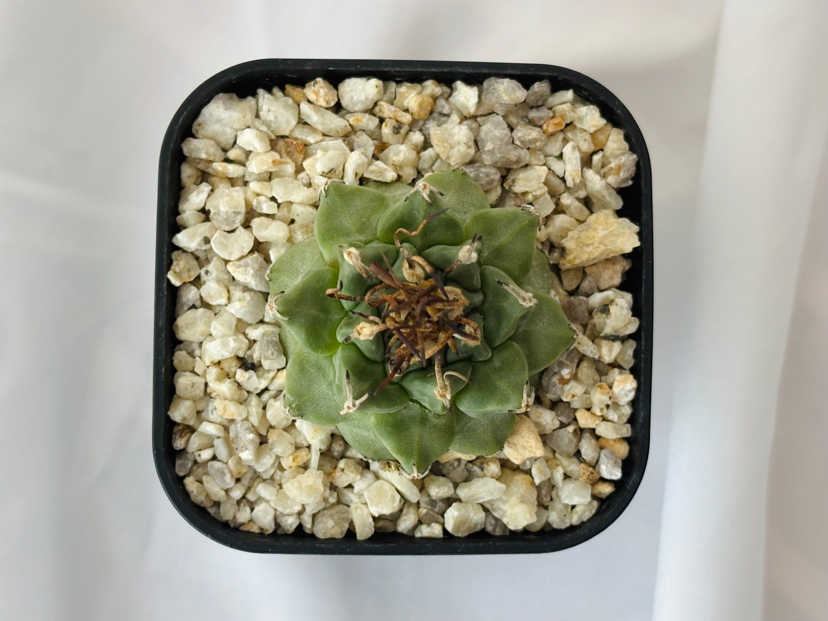 F581 サボテン ツルビニカルプス 大疣 アロンソイ（Turbinicarpus