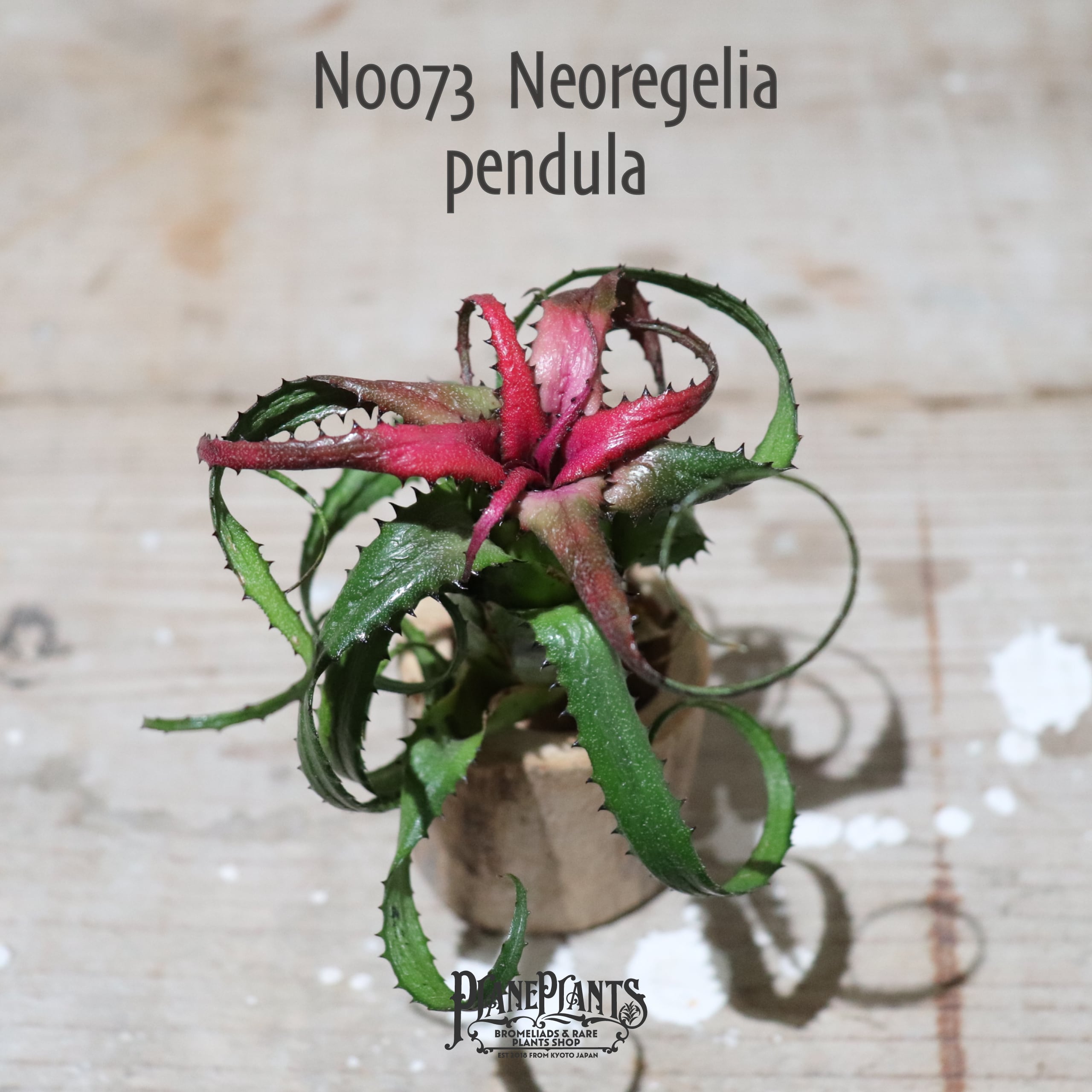 【送料無料】pendula〔ネオレゲリア〕現品発送N0073