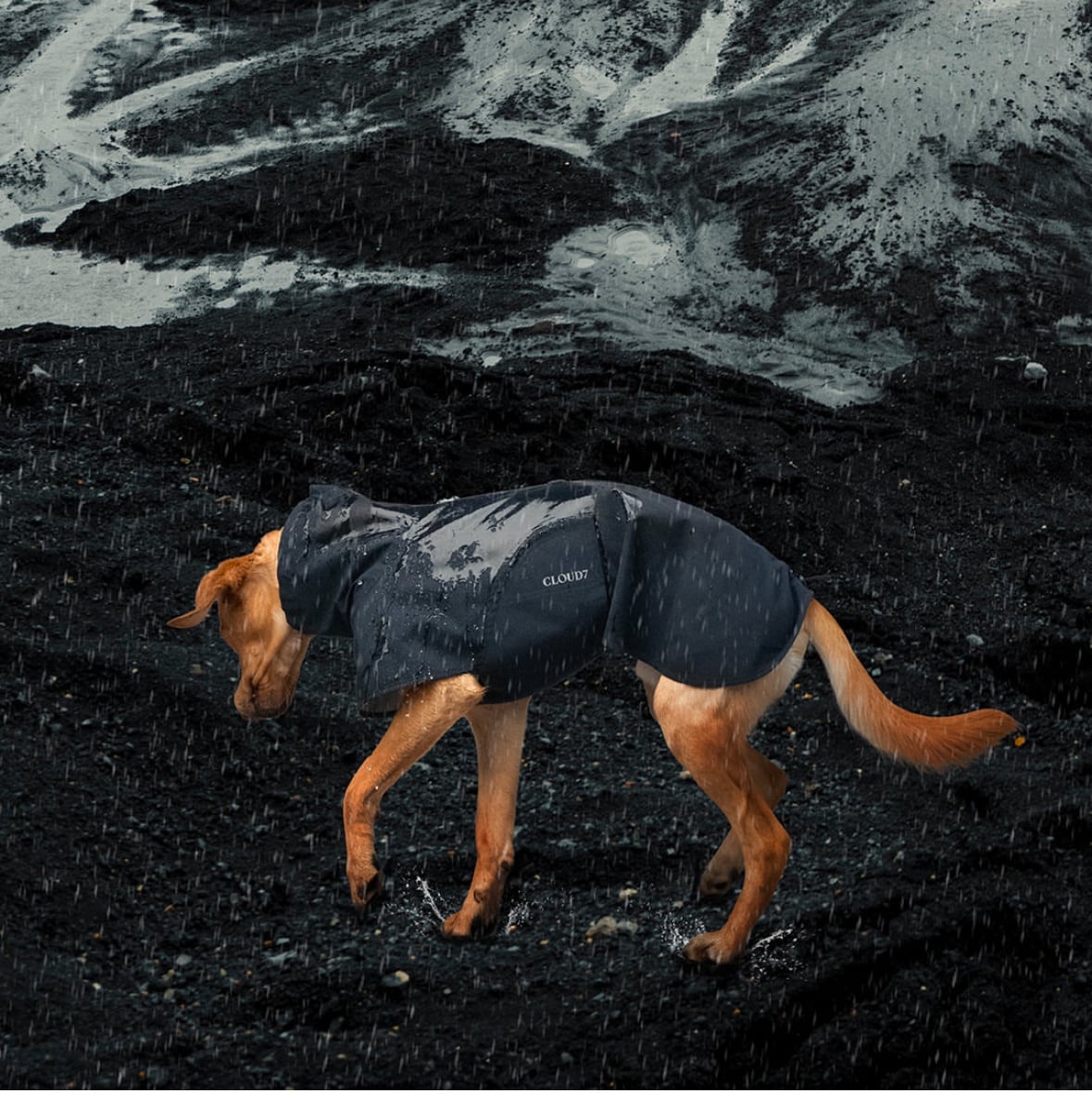 Cloud7（クラウドセブン）】犬用レインコート ヘルゴラント ネイビー