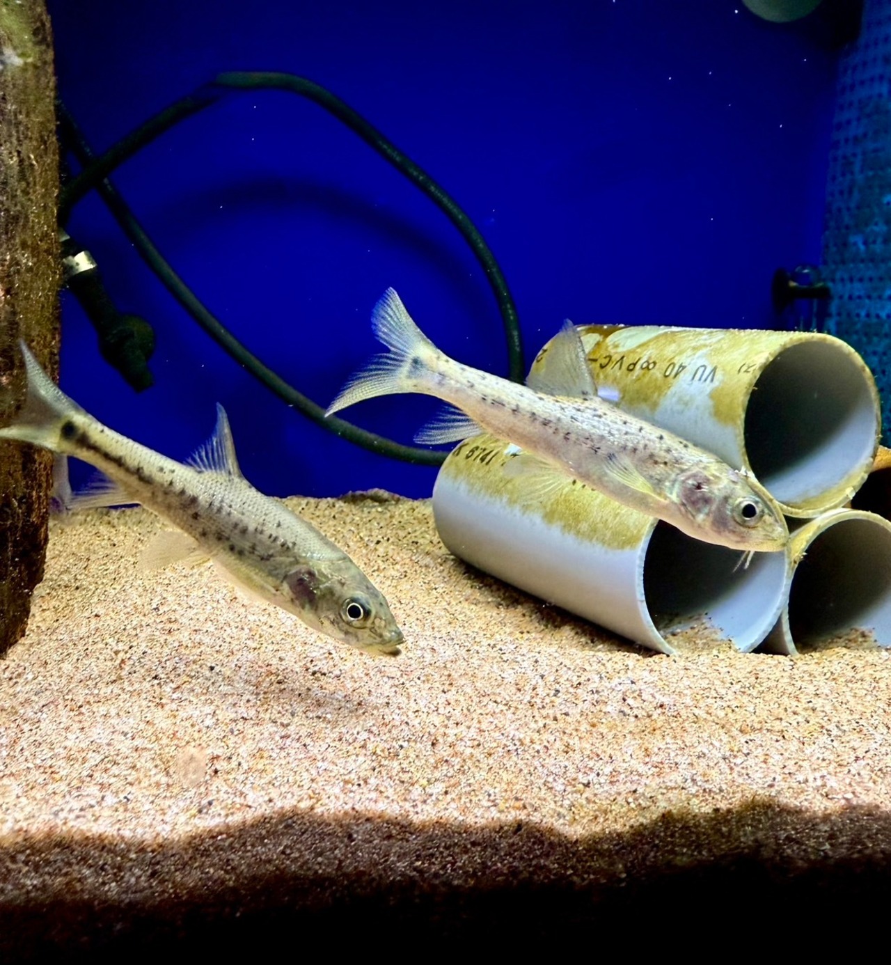 ペルコキプリス・ピンギ - 5