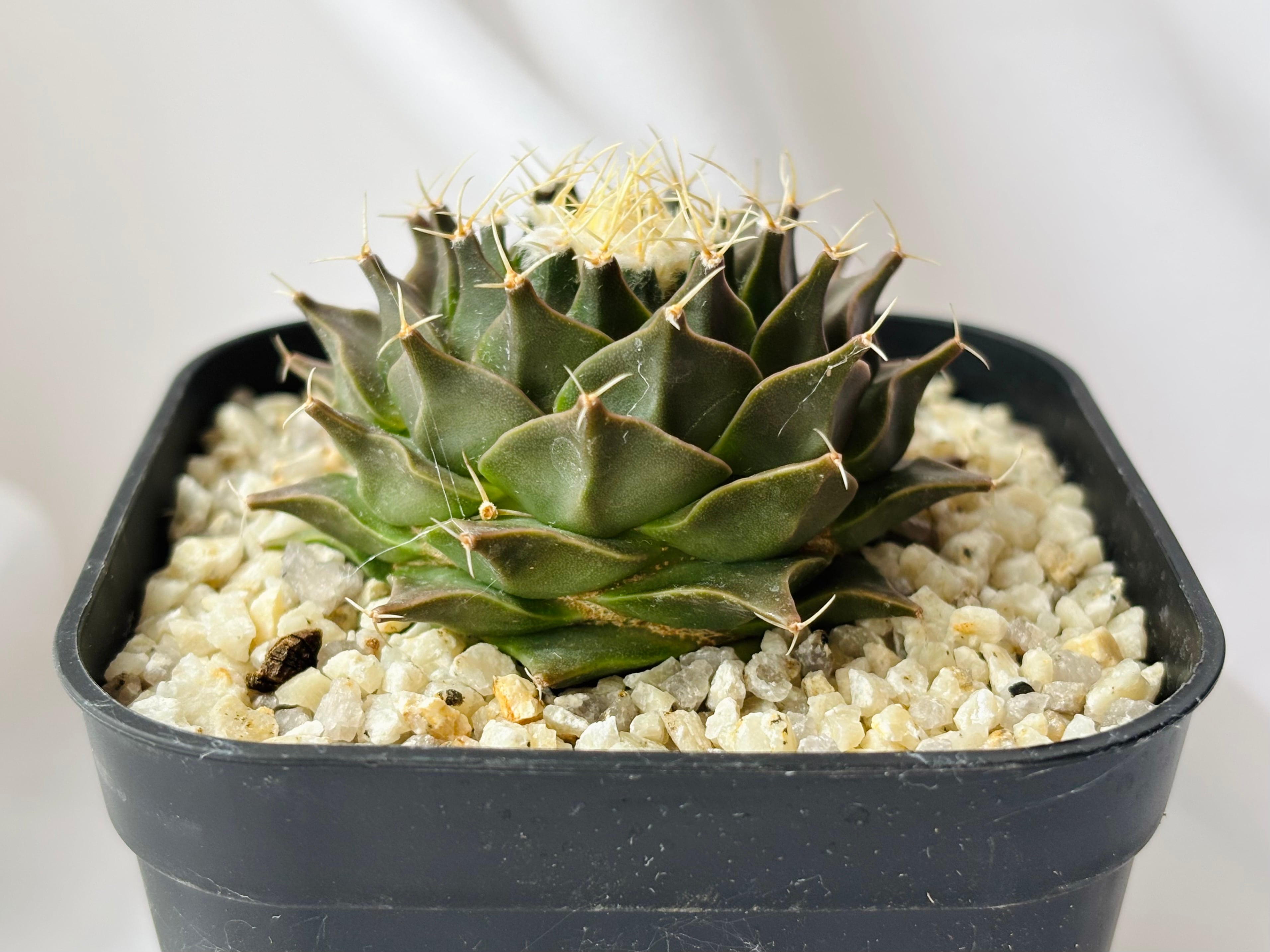 Obregonia denegrii オブレゴニア 帝冠 サボテン | plants MARU