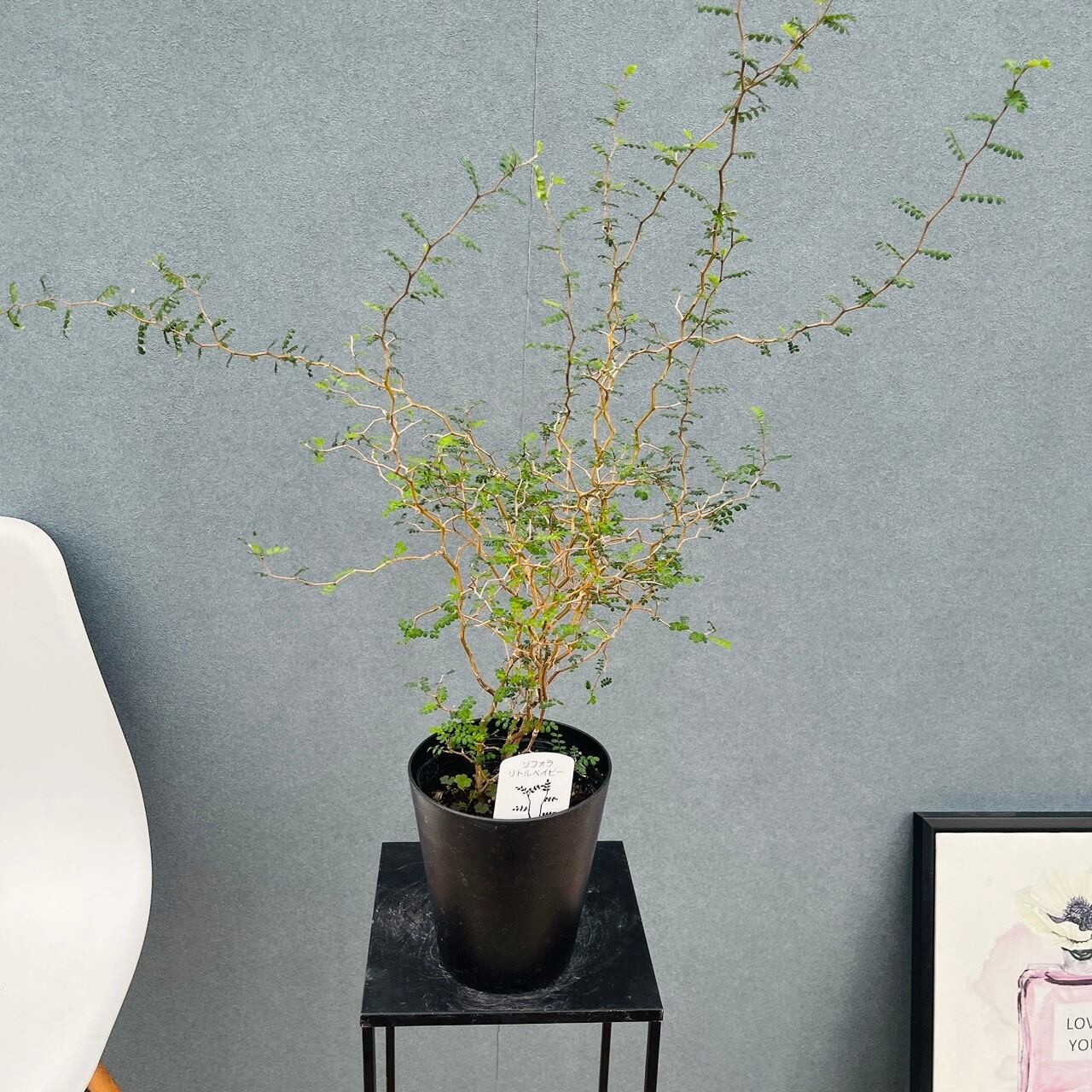 現品］【珍しい】22番 スキスマトグロッティス スコルテクニー 7号