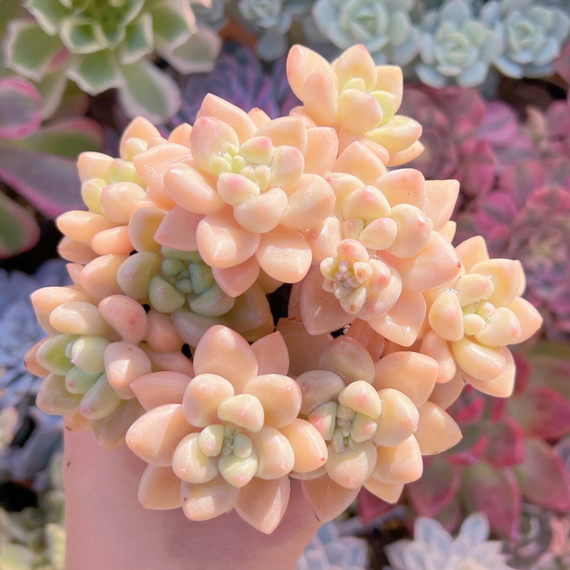 現品　ホワイトケーキ#203    群生　るる農園