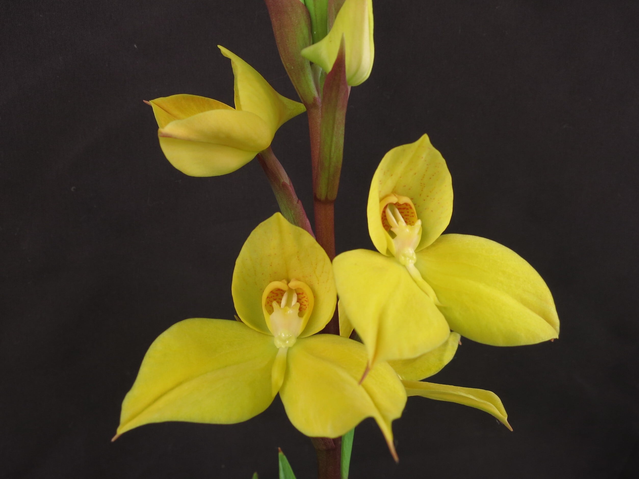 外ハネ　大株ビカクシダ　ウィリンキーwild\