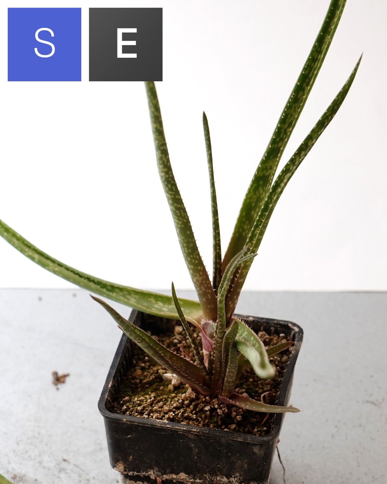 抜き苗 アロエ アルビフローラ Aloe albiflora