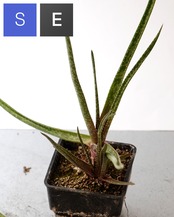 抜き苗 アロエ アルビフローラ Aloe albiflora