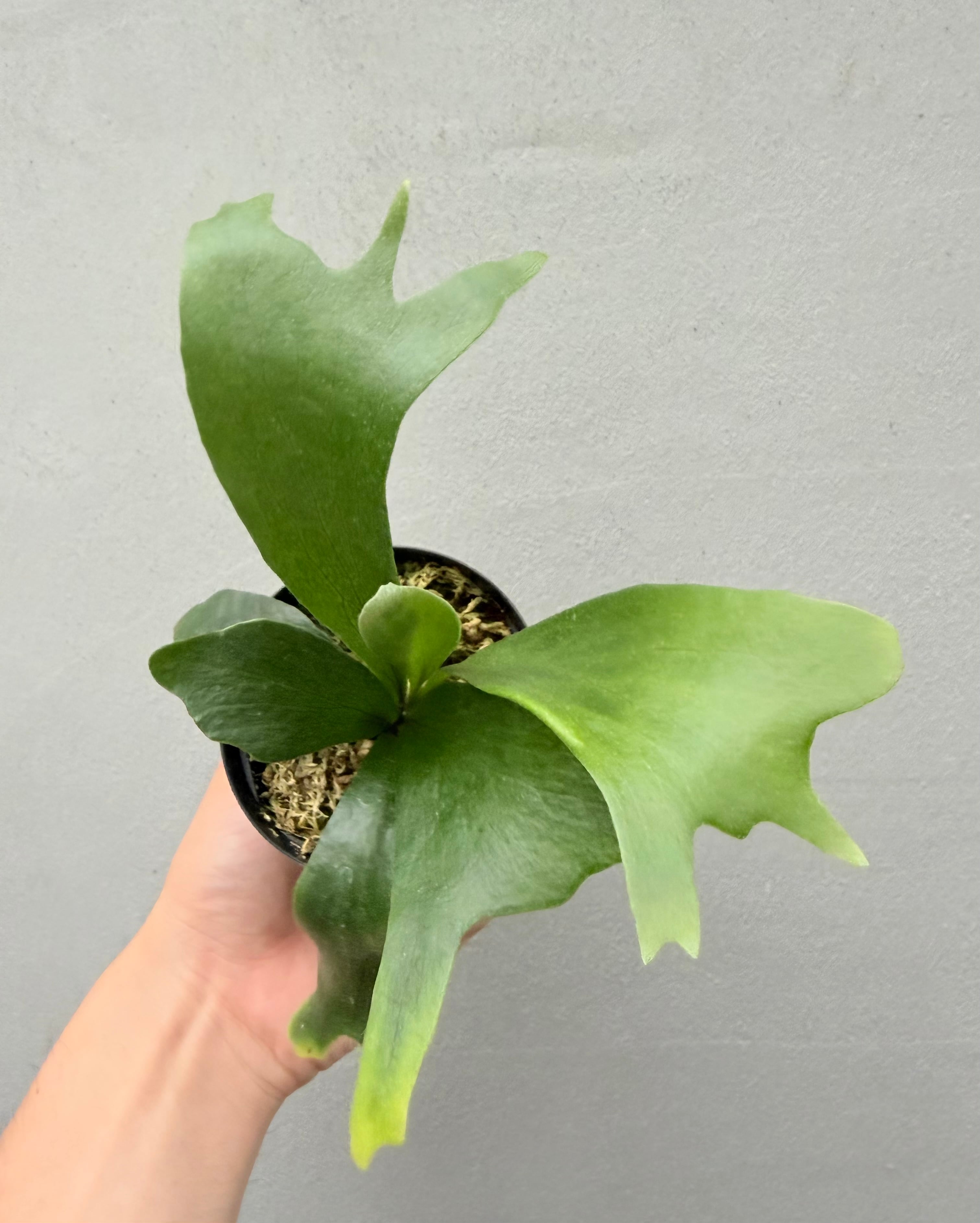 c) P. hillii 'Rod Pattison' (RP) spore grown ①ビカクシダ ヒリー