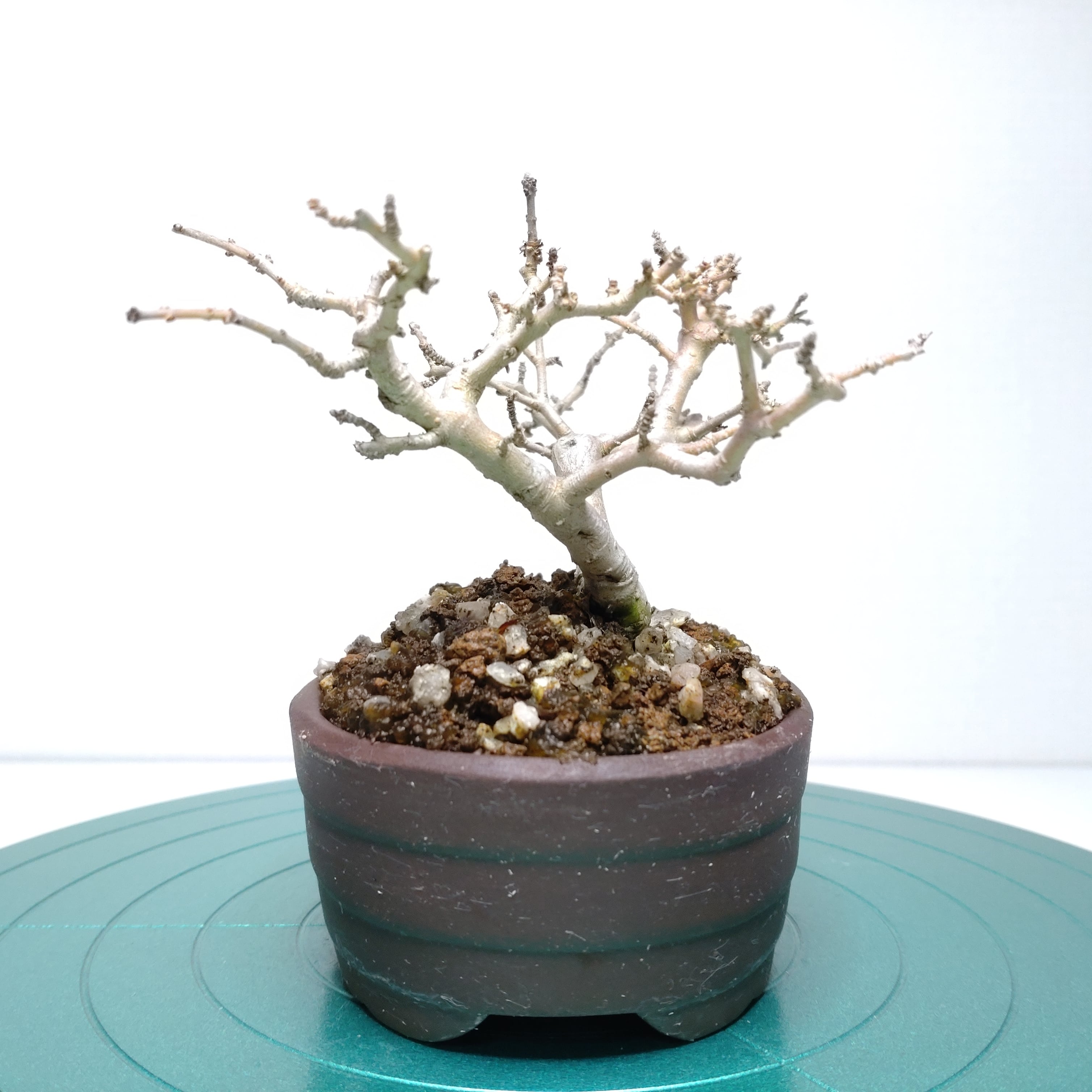 山採り絶品。天然ヤマコウバシ。 【公式通販】