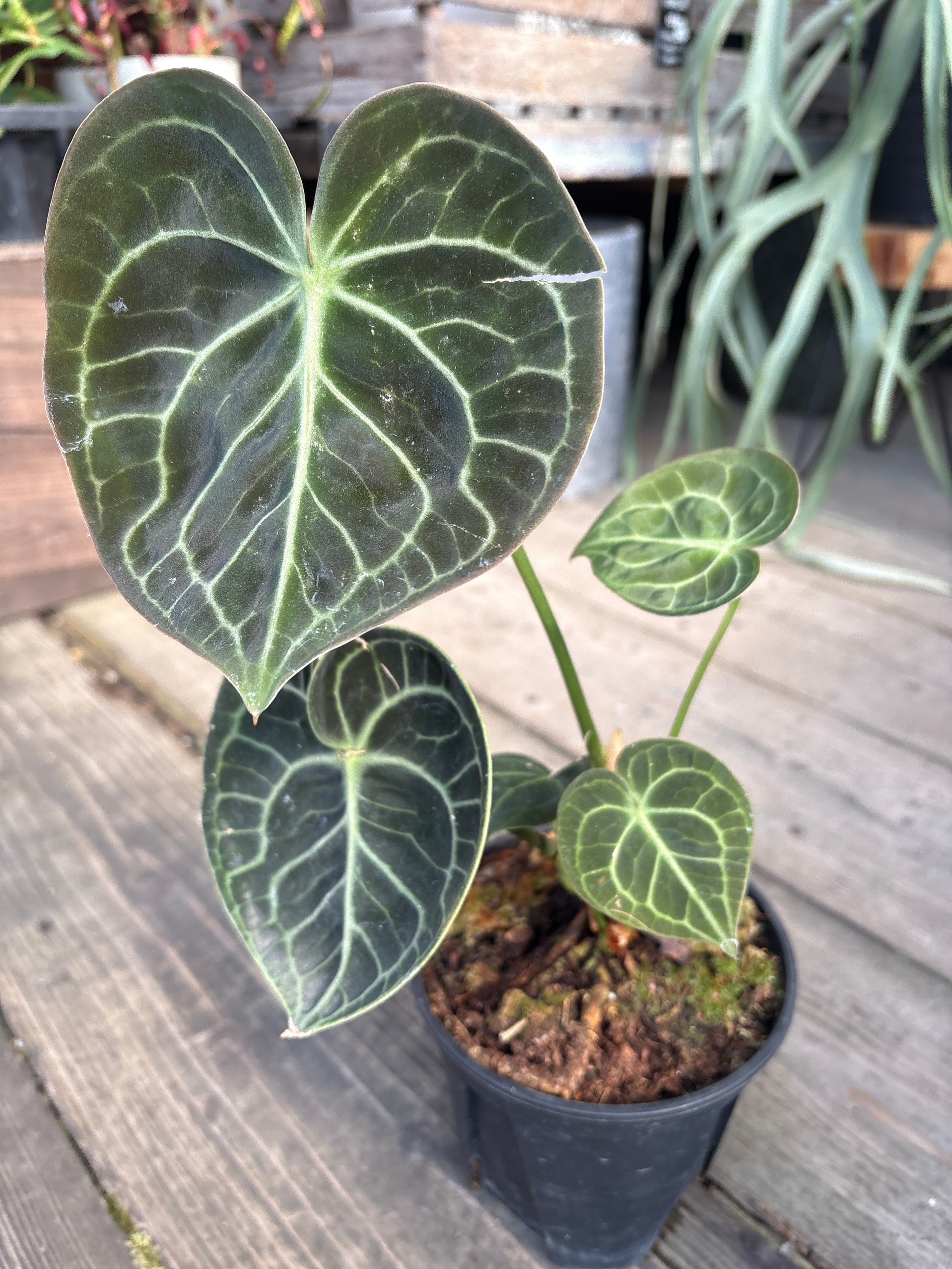 Bアンスリウム ビッタリフォリウム斑入り | MIDORIYA 観葉植物専門店