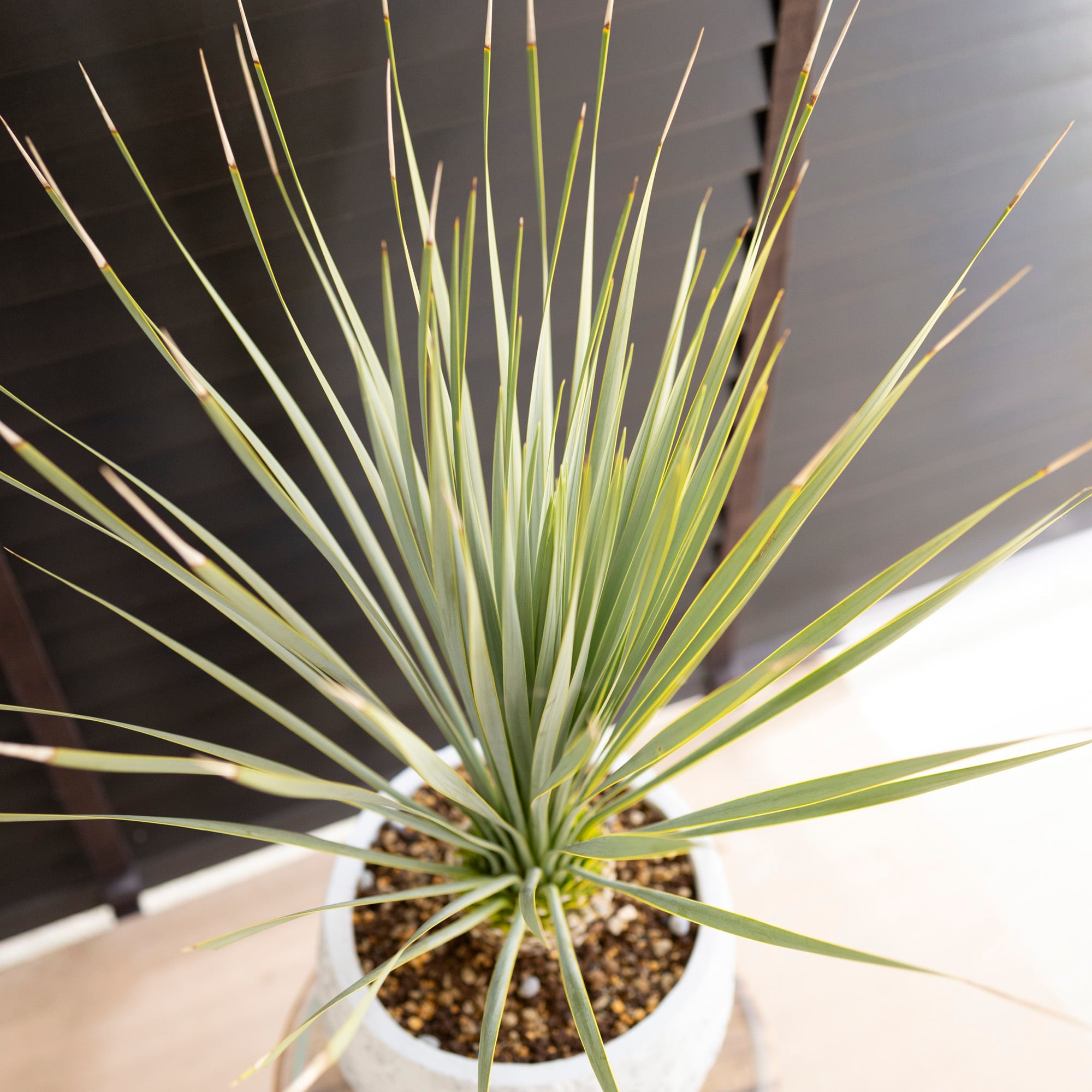 ユッカ ロストラータ Rostrata 細葉 陶器鉢 株立ち 観葉植物 ユッカ ロストラータ Rostrata 細葉 陶器鉢 株立ち 観葉植物