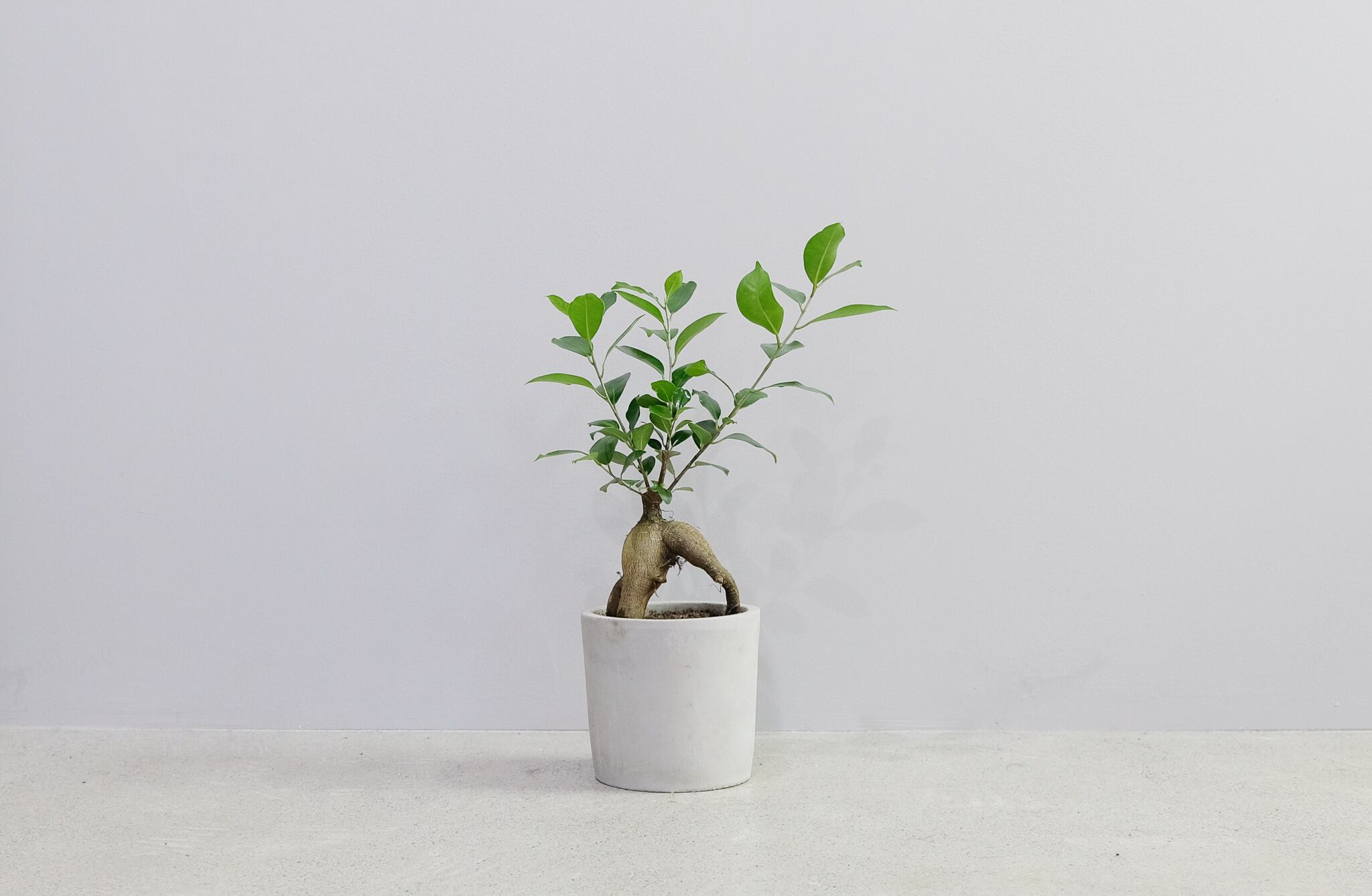 ガジュマル 5号