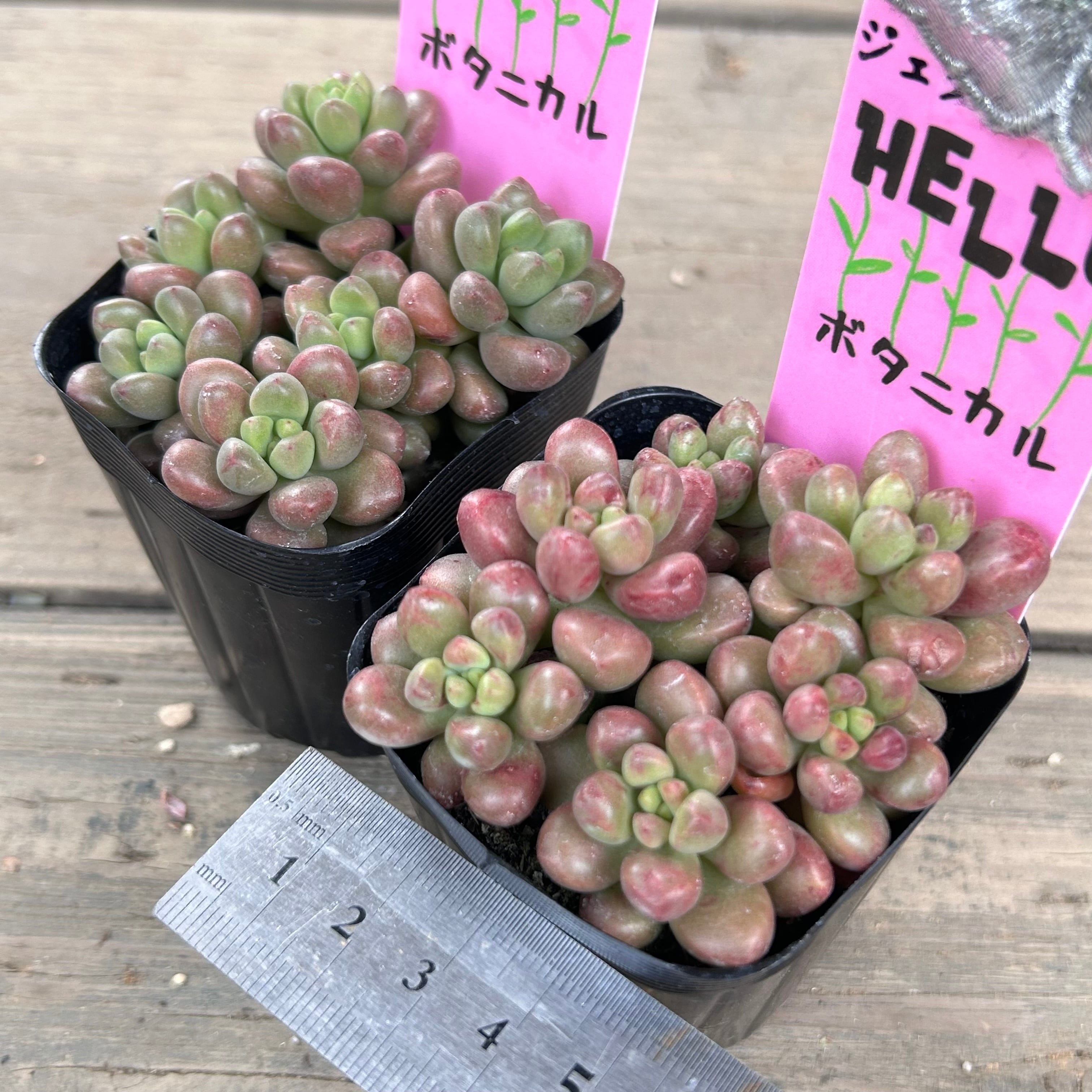 ジェクトパーズ | RuPo 多肉植物専門店