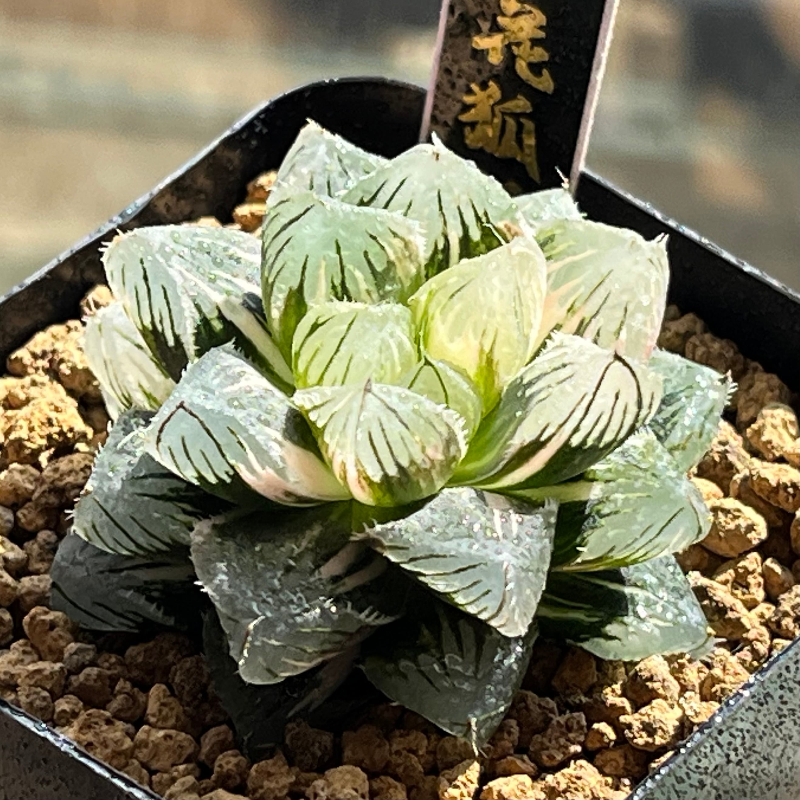 ハオルチア バディア 媚鳳 | mocono_plants