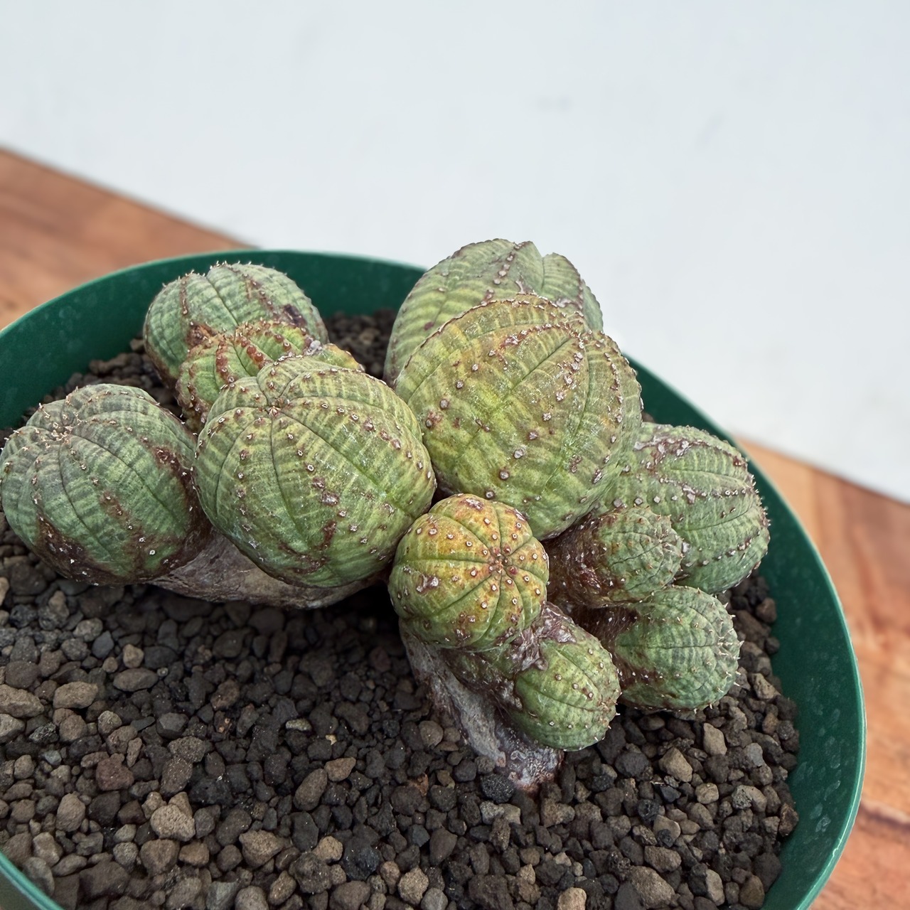 Euphorbia Obesa【ユーフォルビア・仔吹きオベサ】