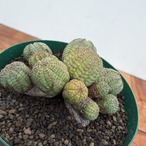 Euphorbia Obesa【ユーフォルビア・仔吹きオベサ】