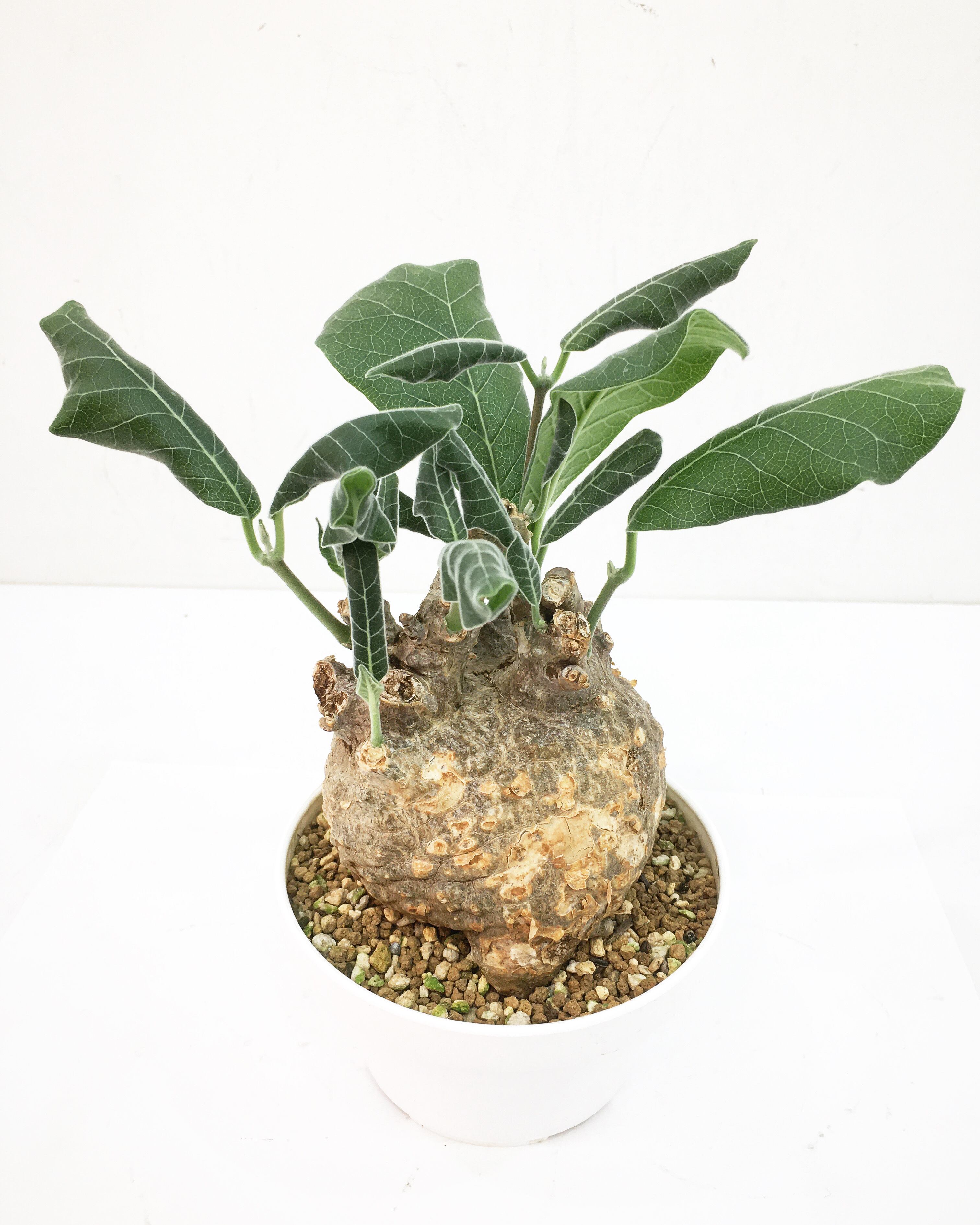 フォッケア ムルチフローラ Fockea multiflora 20230904 | SPG  