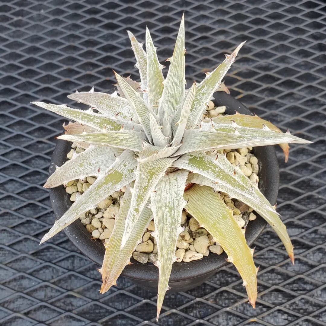 F00357_Dyckia 'Kazaguruma' F2 (NNN-KZF2-001)：ディッキア
