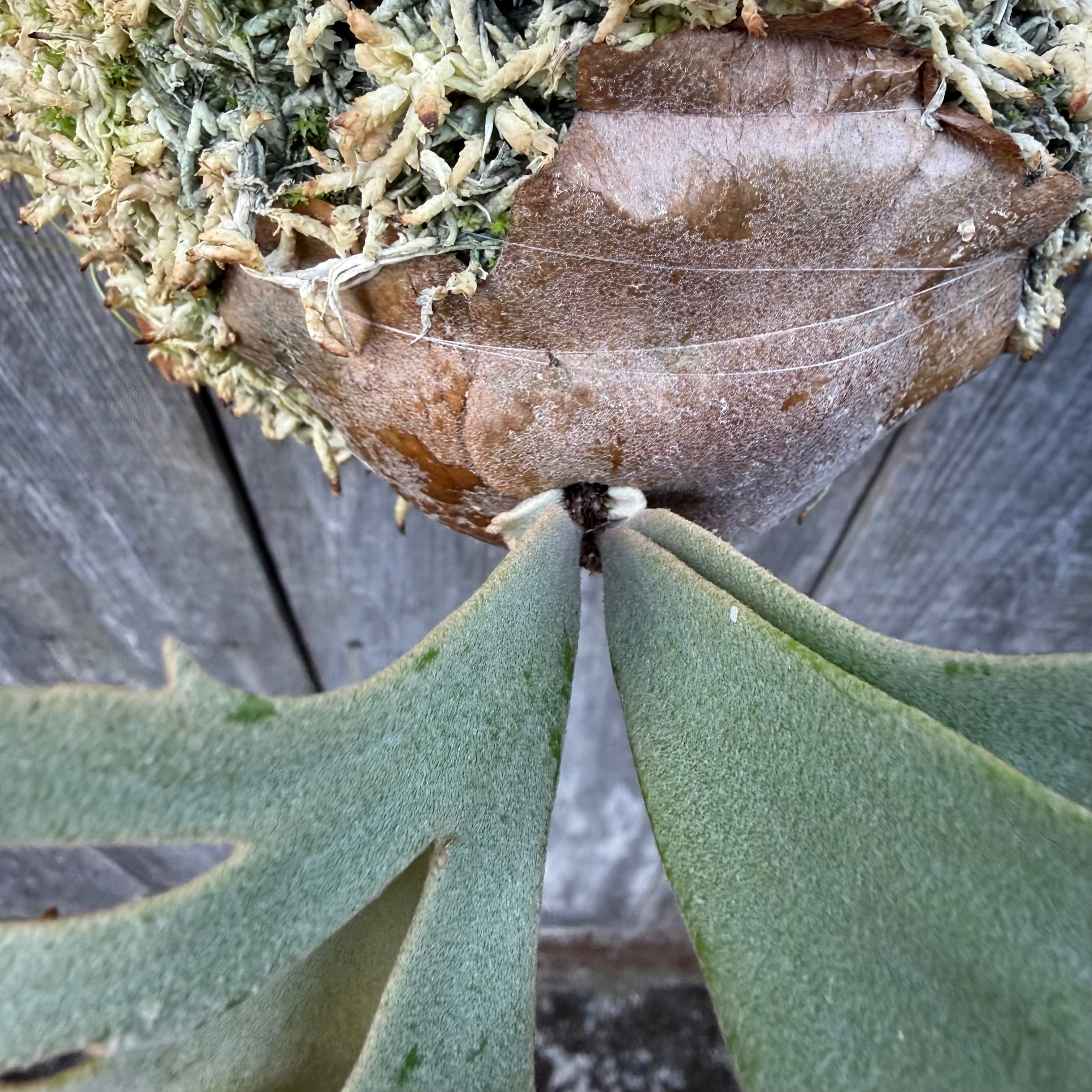 P. willinckii Jenny #1 (pup) | naturefix